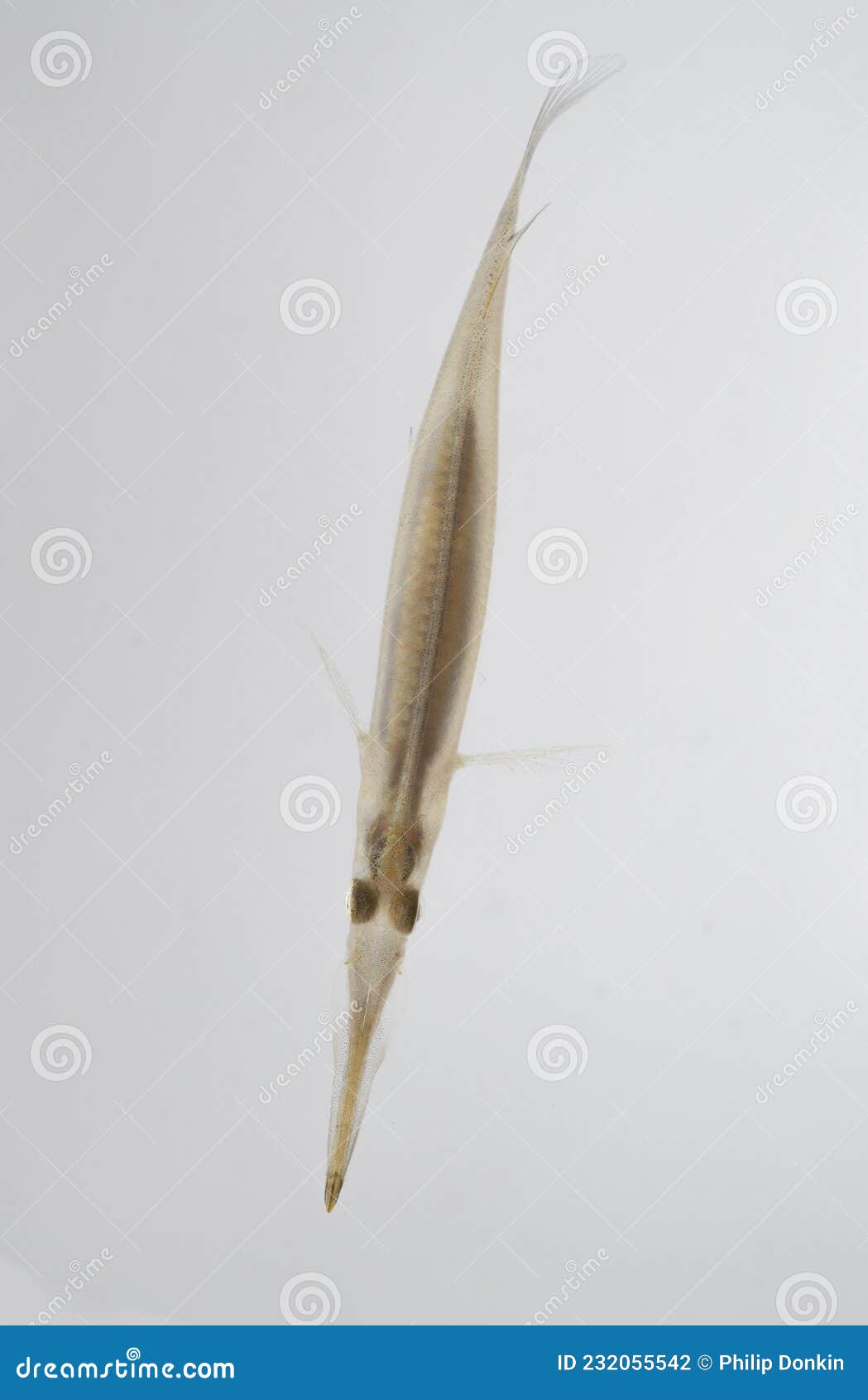 small pipe fish native to asia living in rice paddies with its strange long mouth and see though body