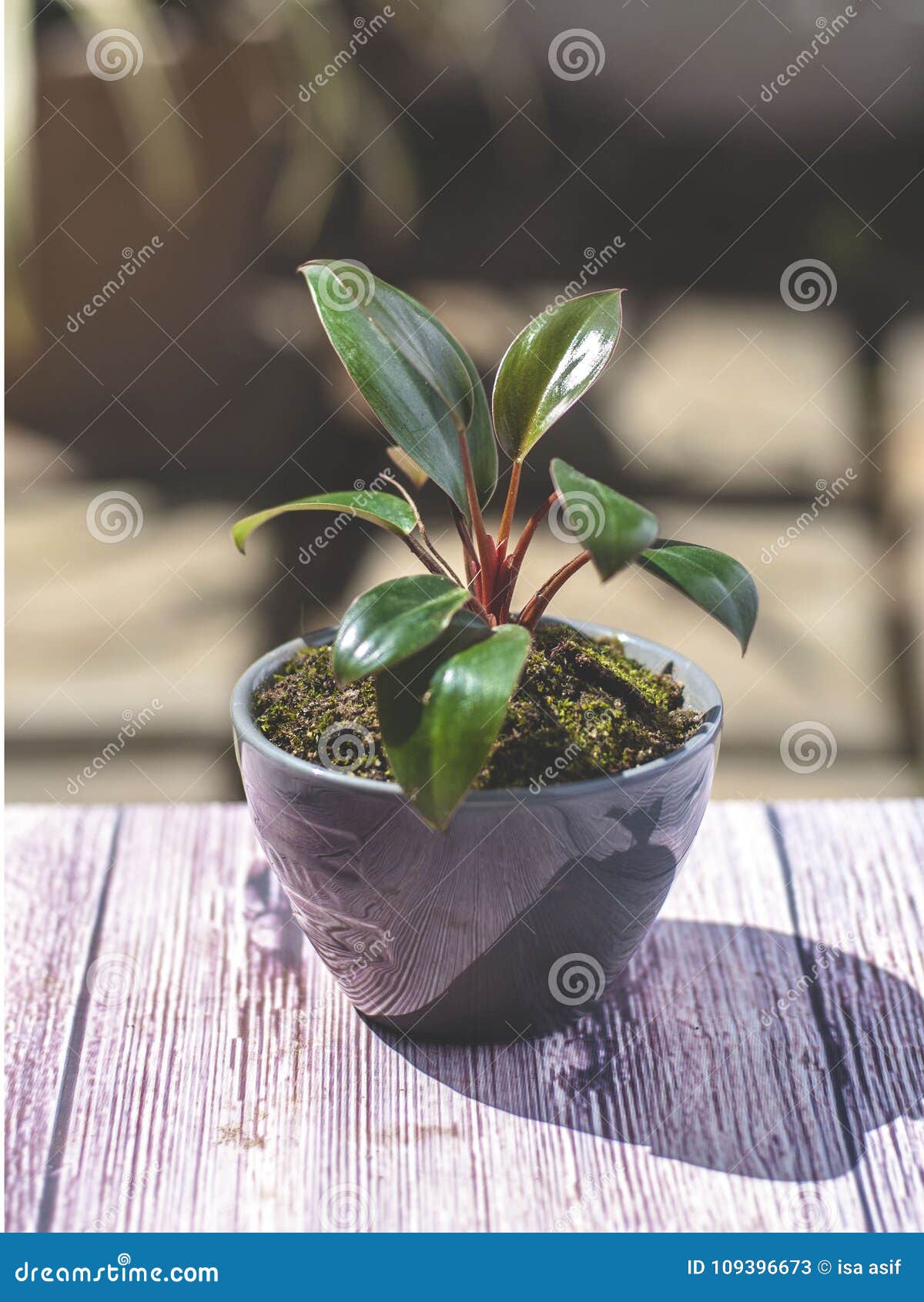 Small Plant in a Black Ceramic Pot Stock Image Image of cactus