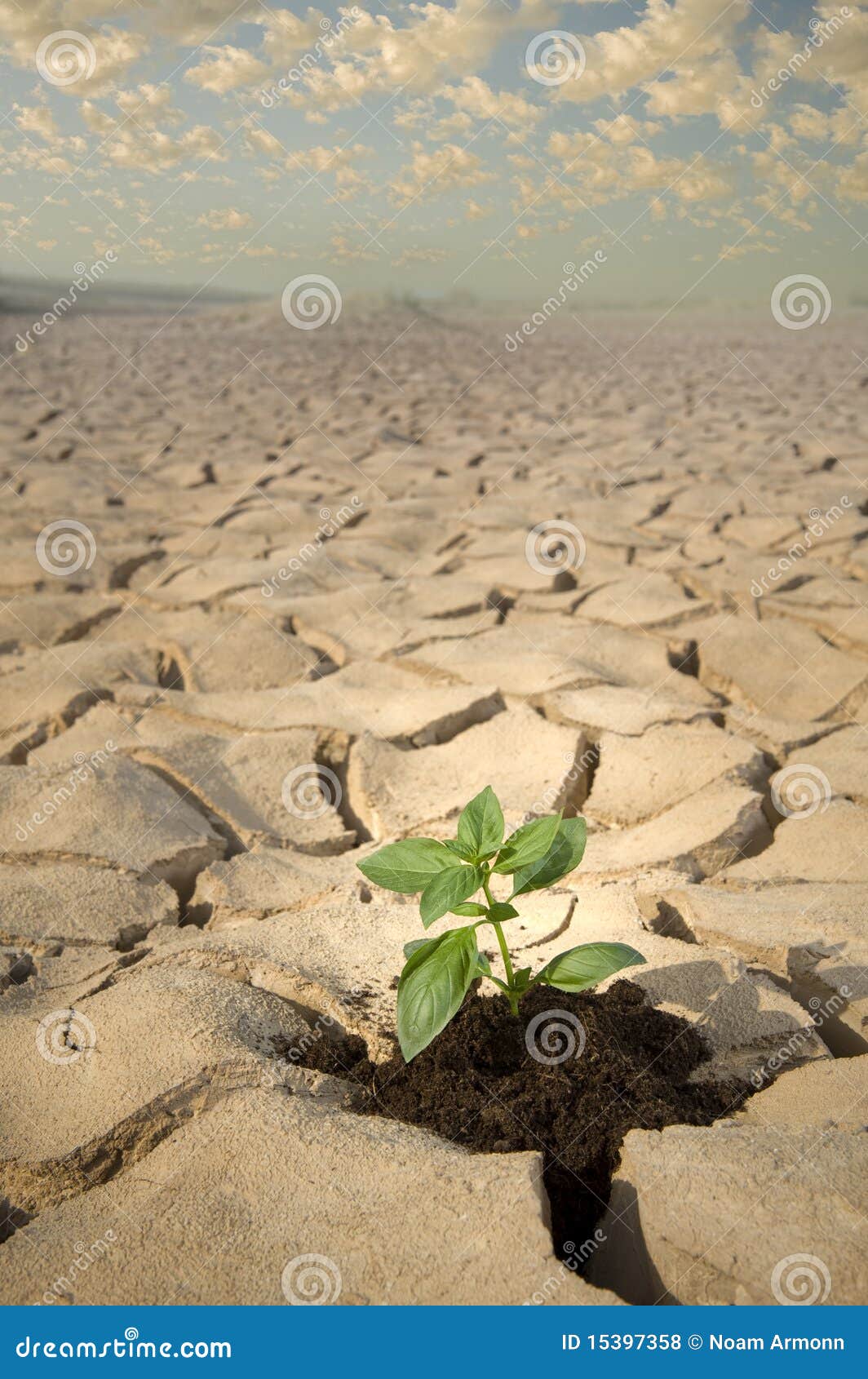 Small plant cracked soil stock photo. Image of garden 15397358