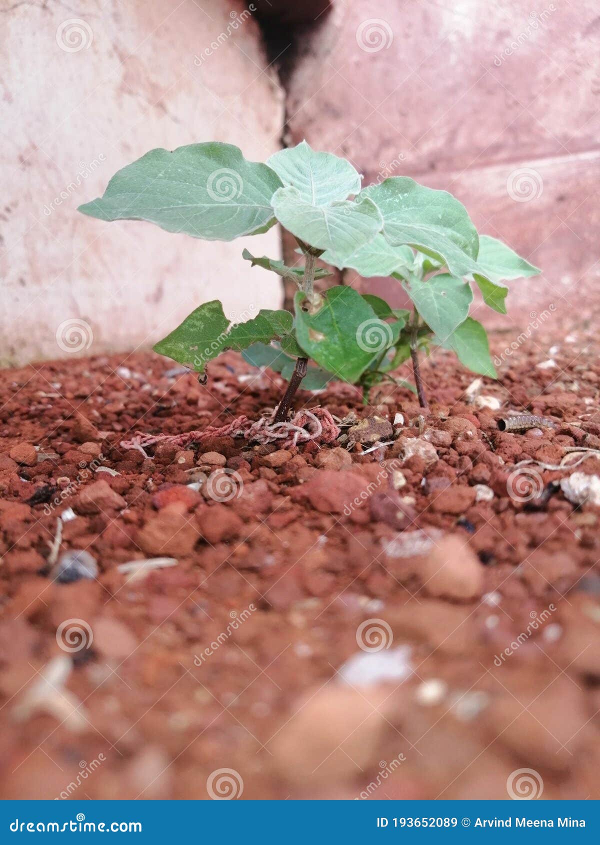 Small Plant Grow in Red Soil with Blurry Effect Stock Image Image of