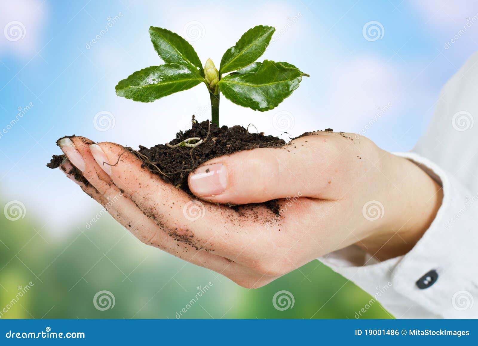 Small plant growing stock photo. Image of care, background 19001486