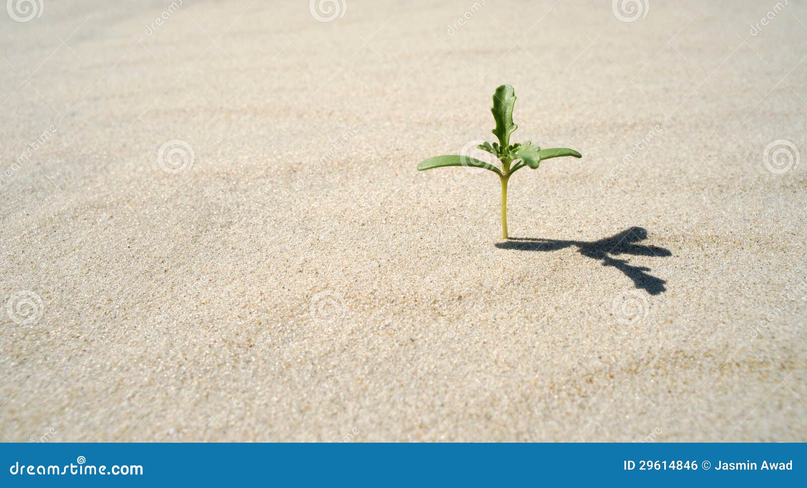 Small Plant Growing in the Desert Stock Photo Image of space, copy