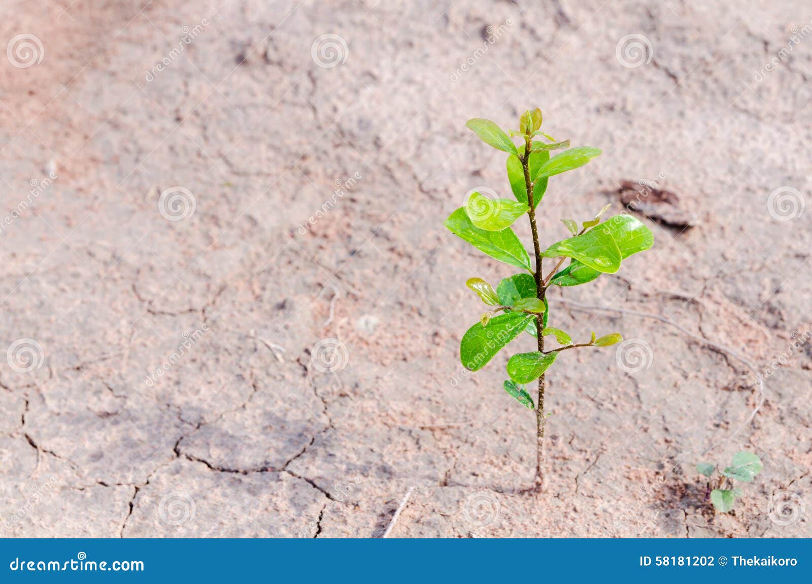 Small Plant Growing on Dirty Ground Stock Photo Image of nature, tree 58181202