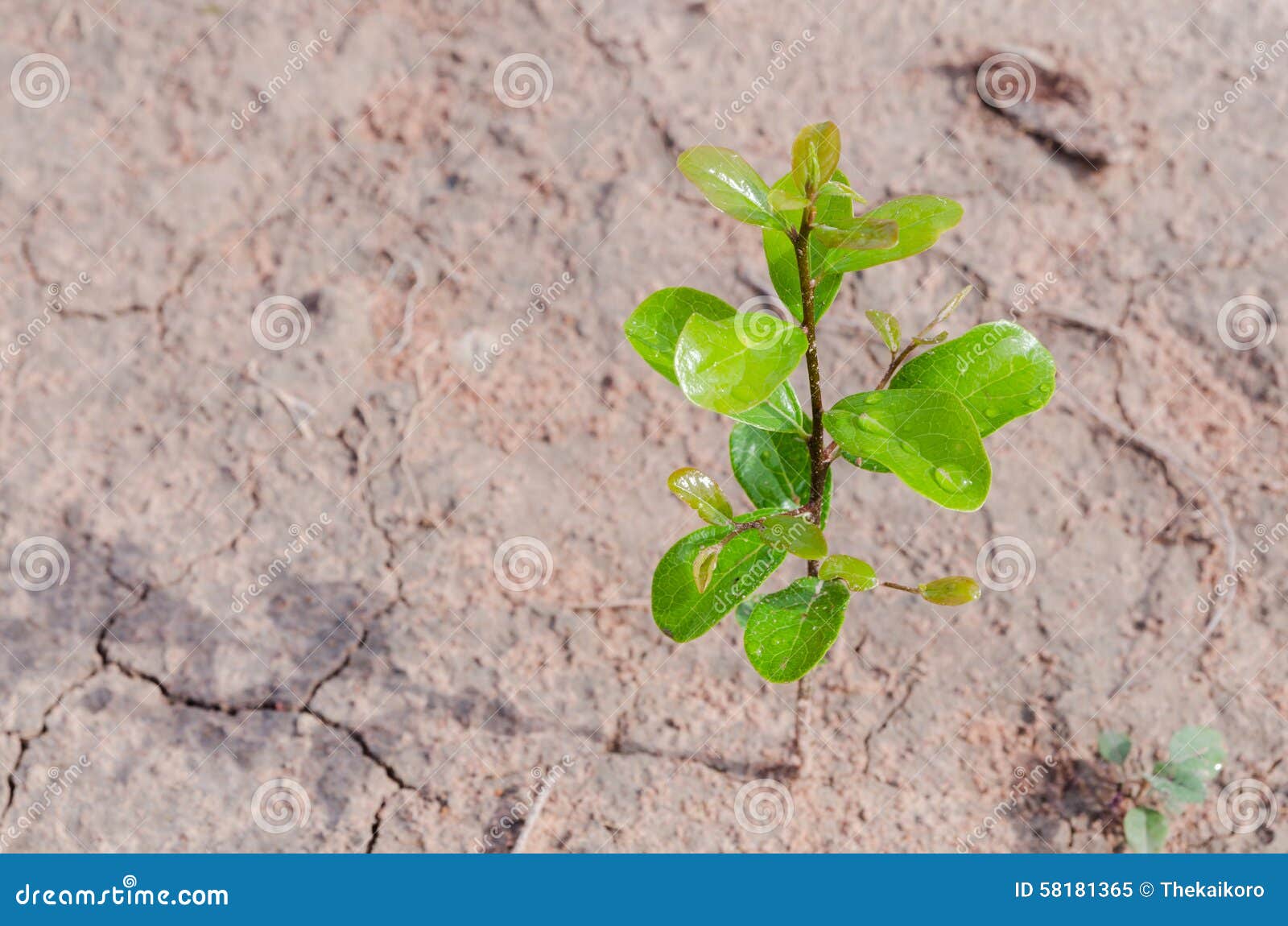 Small Plant Growing on Dirty Ground Stock Image Image of young, water