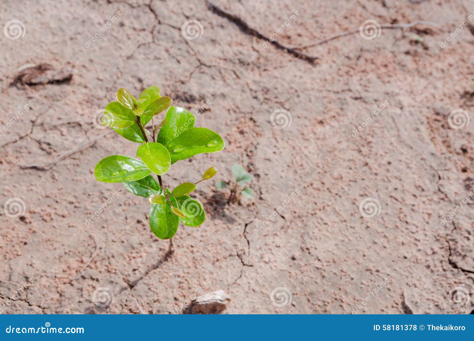 Small Plant Growing on Dirty Ground Stock Photo Image of environmental, beginning 58181378