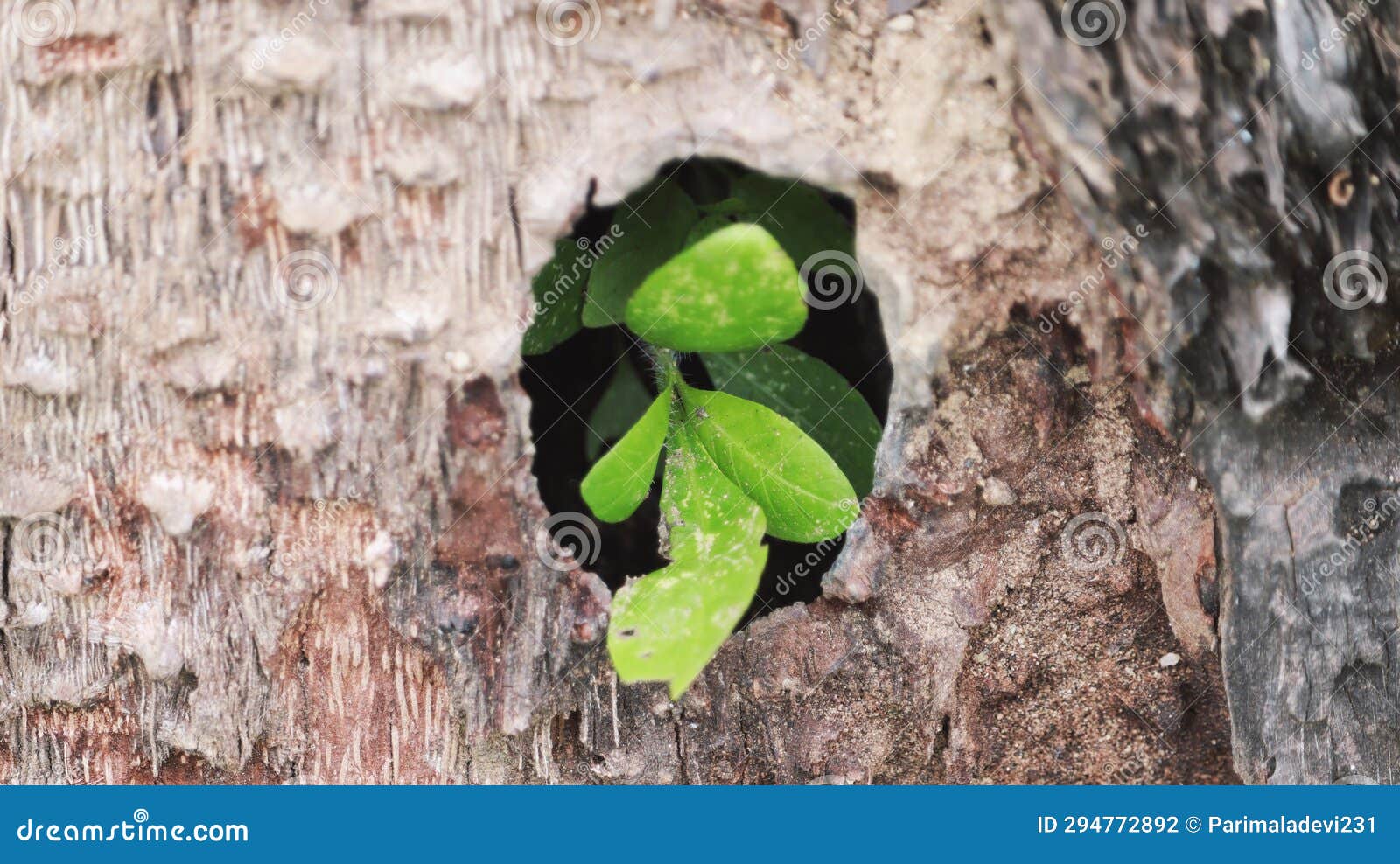 Small Plant Growing Inside Tree Stock Photo Image of flower, ancient