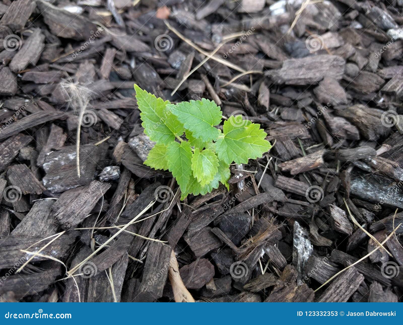 Small Plant Growing in Mulch Stock Image Image of ecofriendly, life