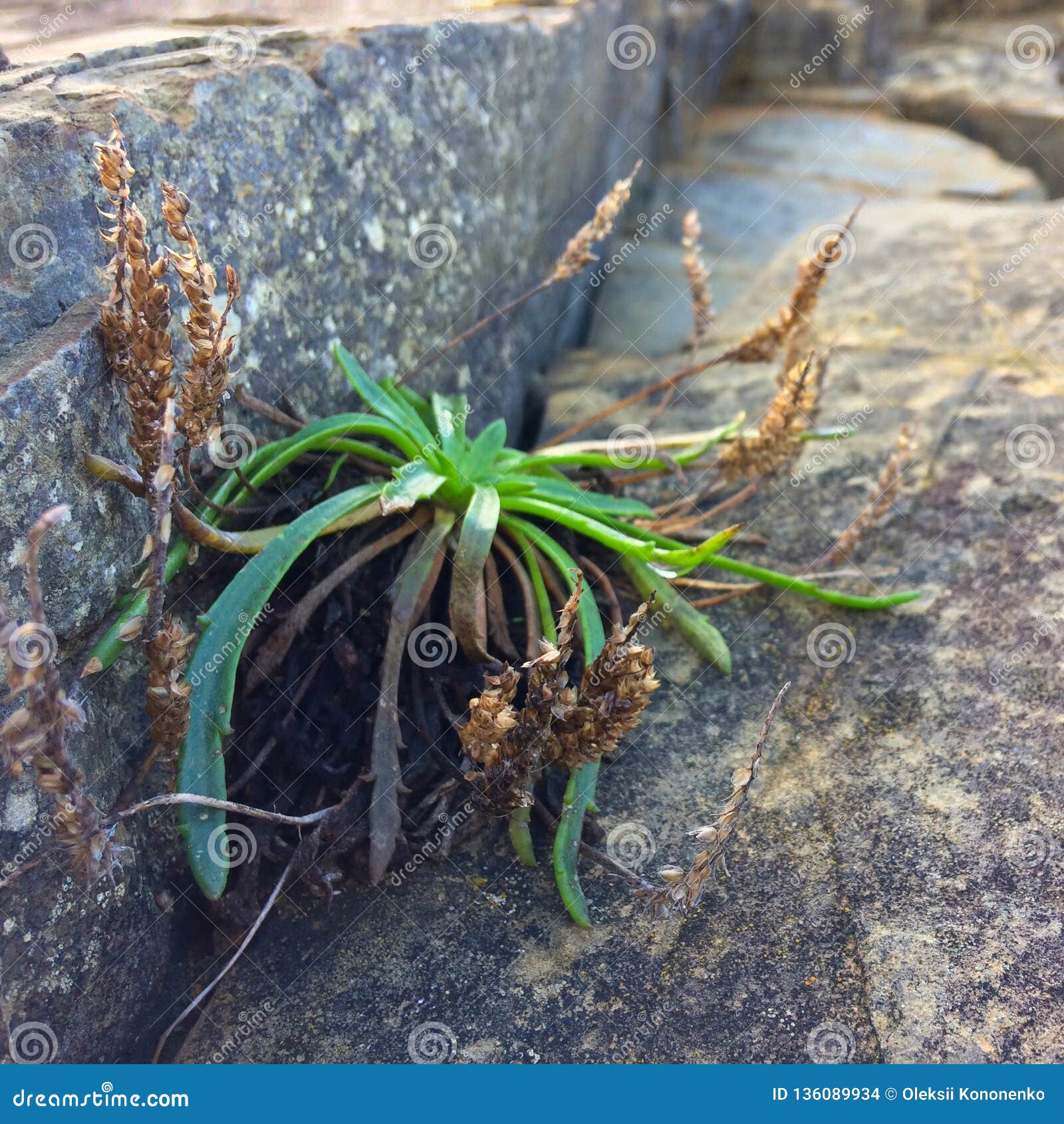 Small Plant Grows through a Stone Stock Photo Image of botany