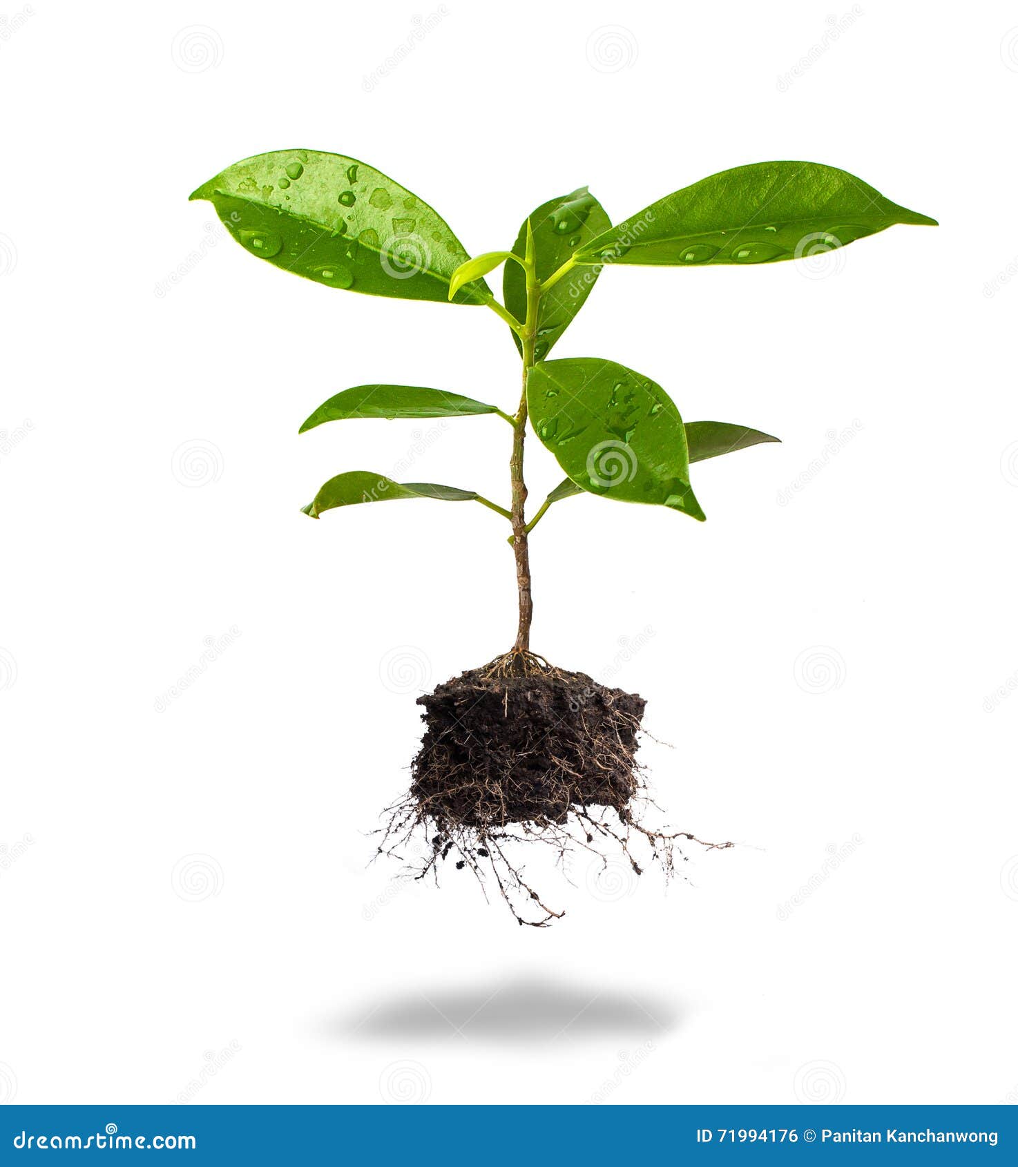 Soil Background, Soil Texture, Black Soil With Manure For Plant Growth