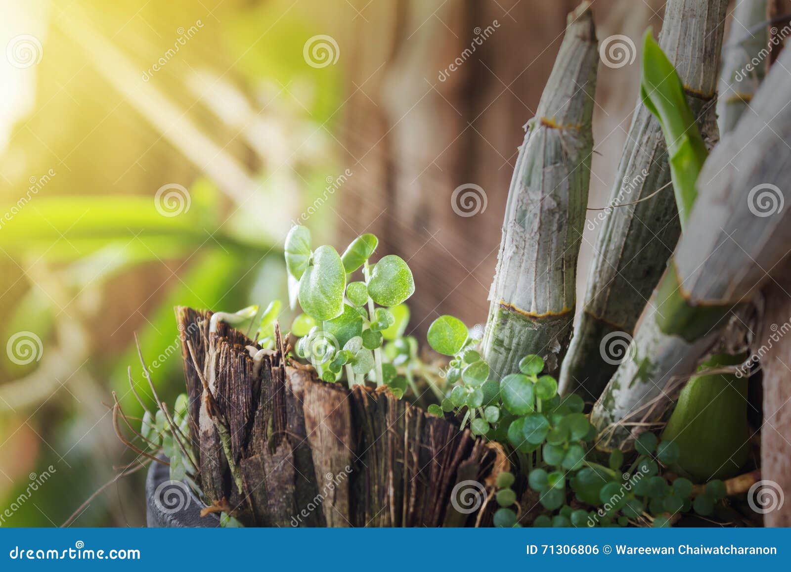 Small Plant Sprout in Morning Light, Fresh New Begining Day Stock Photo