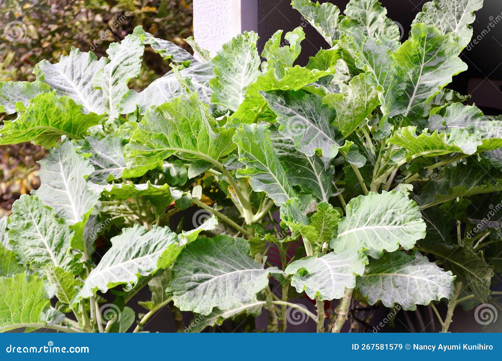 a small plantation of brassica oleracea in the vegetable garden