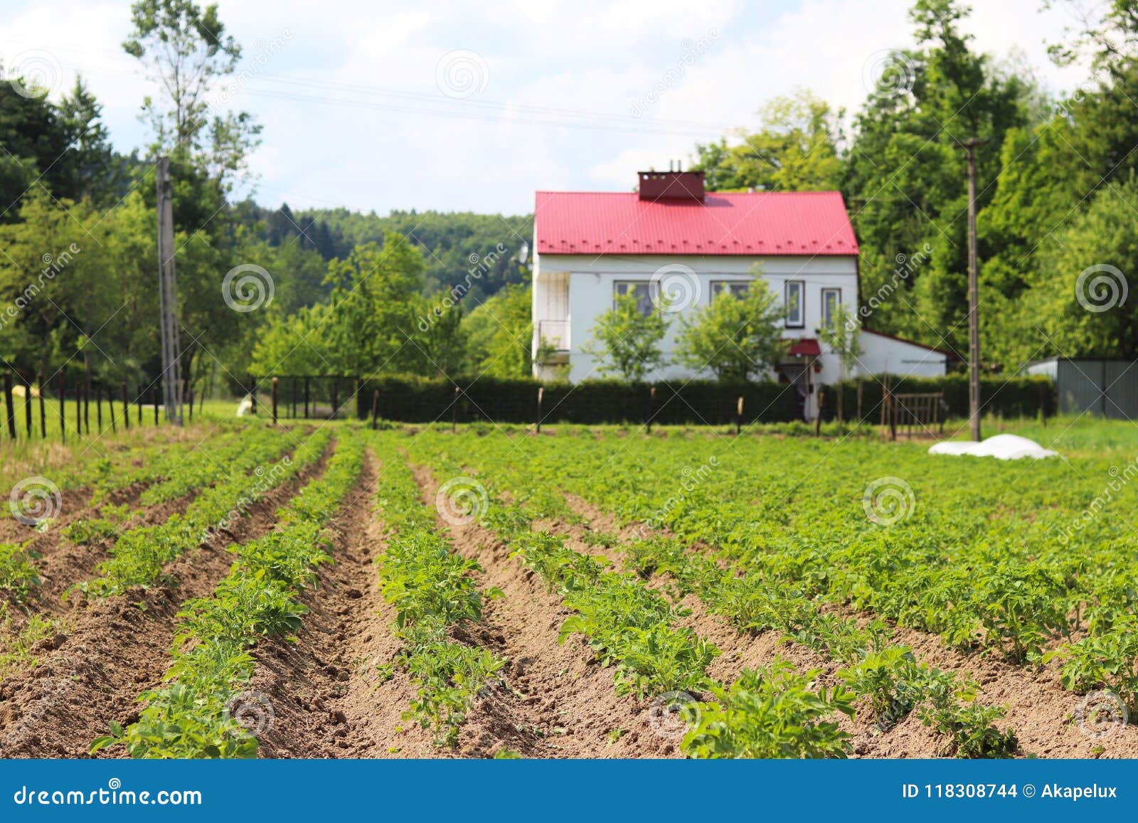 A Small Plantation Of Bushes Of A Young Carofel On The Backyard Cultivation Of Agricultural Crops Seasonal Plants For Cooking H Stock Photo Image Of Filed Cultivation 118308744