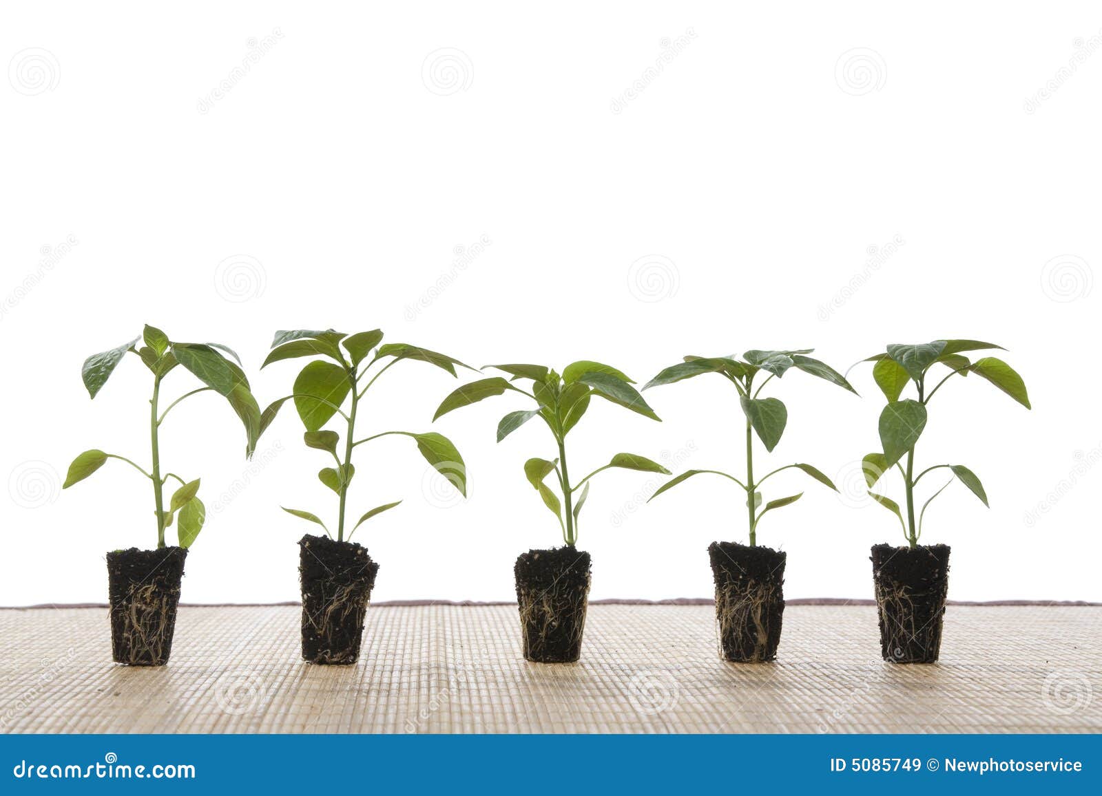 Small plants stock image. Image of small, shoot, houseplant 5085749