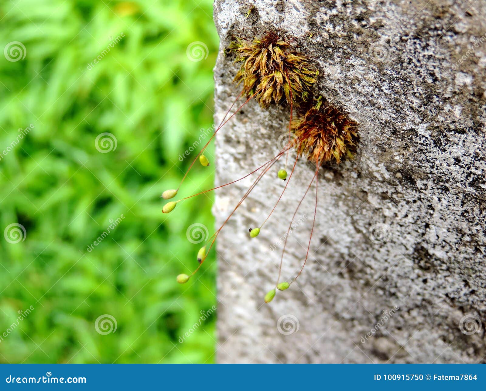 Small Plants Growing on the Bark of a Tree Stock Photo Image of