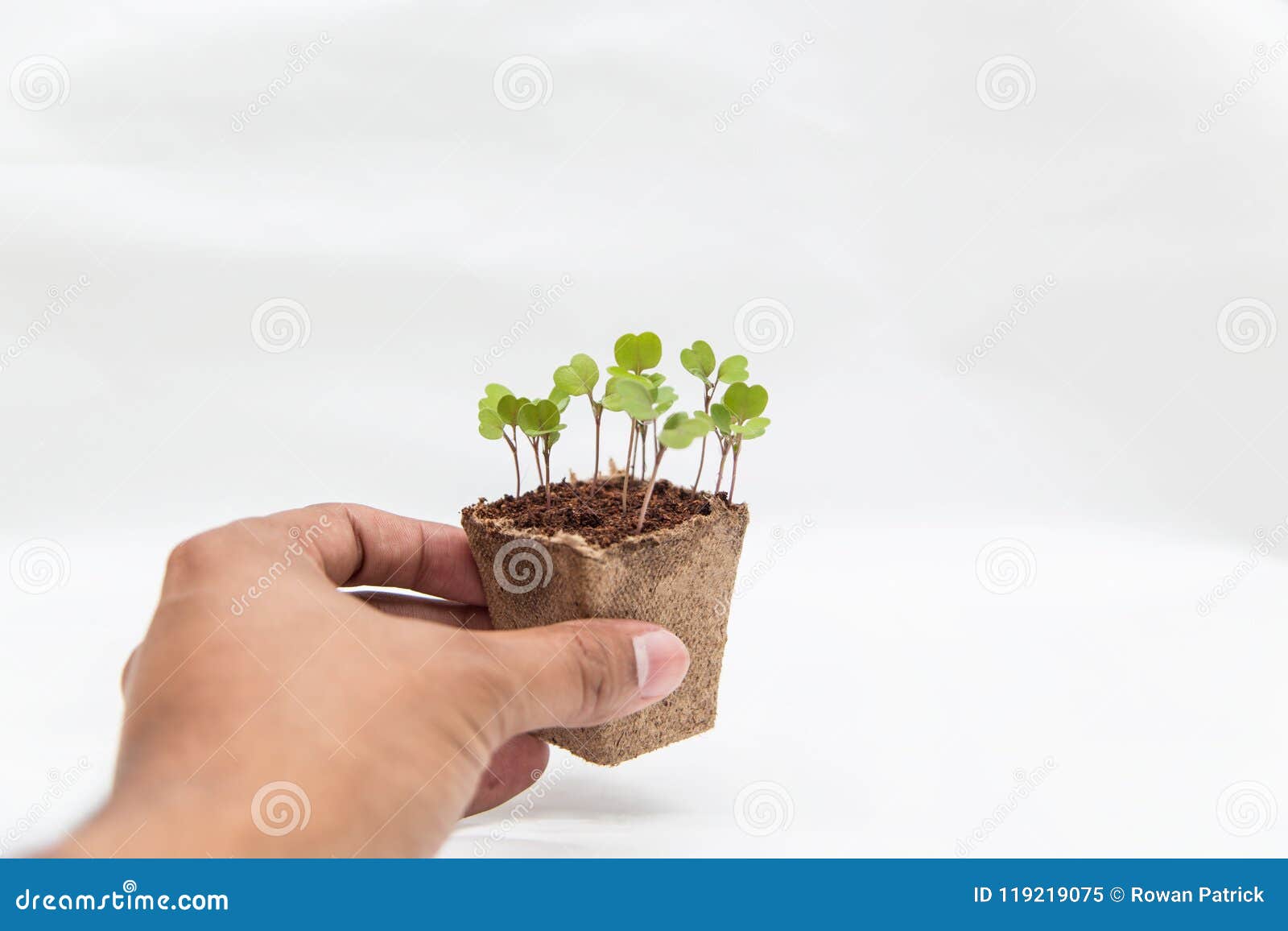 Small Plants Growing in Hand Stock Image Image of growth, conceptual