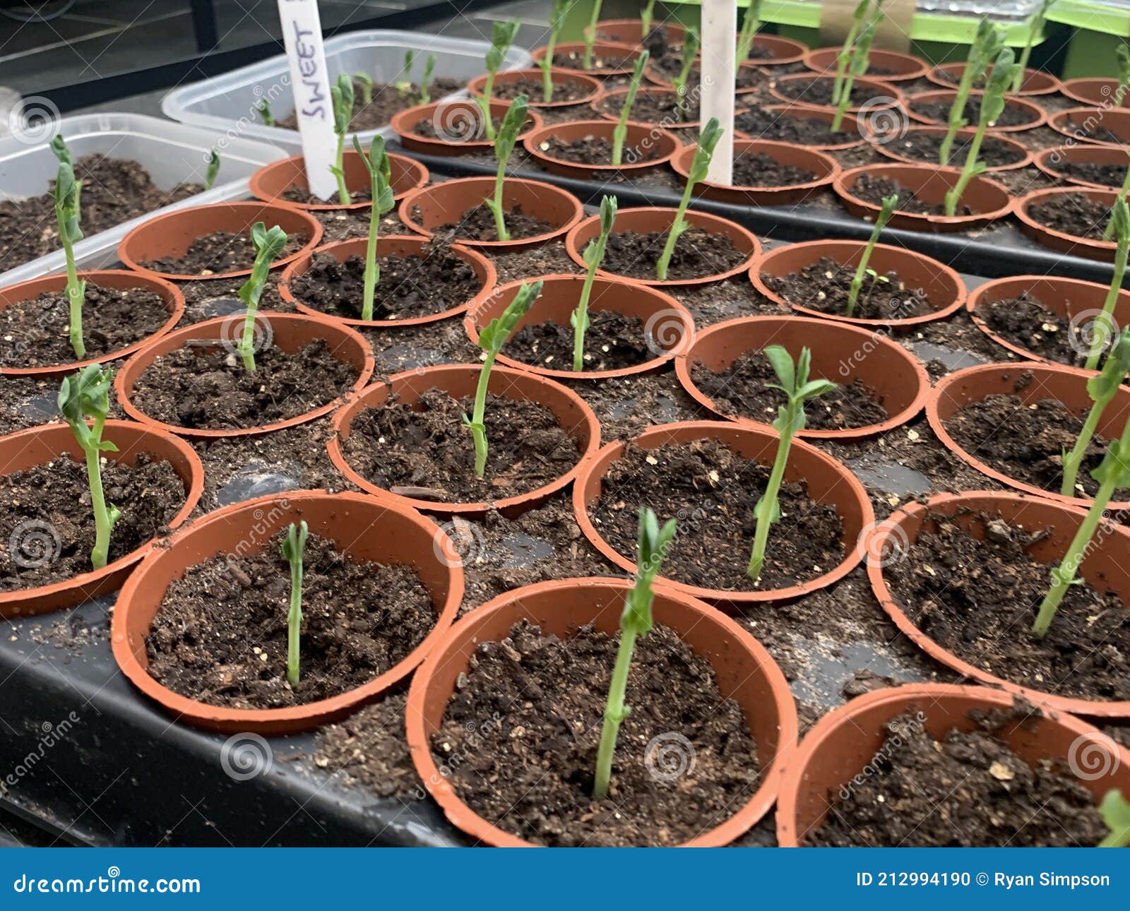 Small Plants Growing in Pots Stock Photo Image of apple, growyourown
