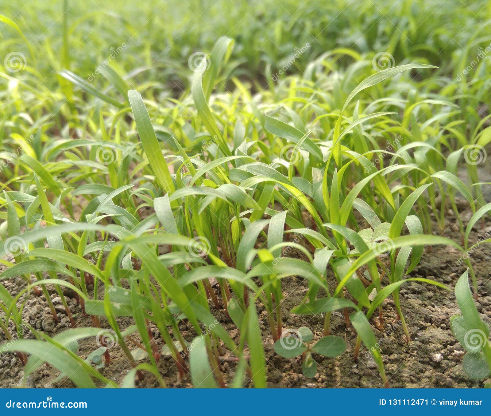 Small Plants in Growing State Stock Image Image of plants, small