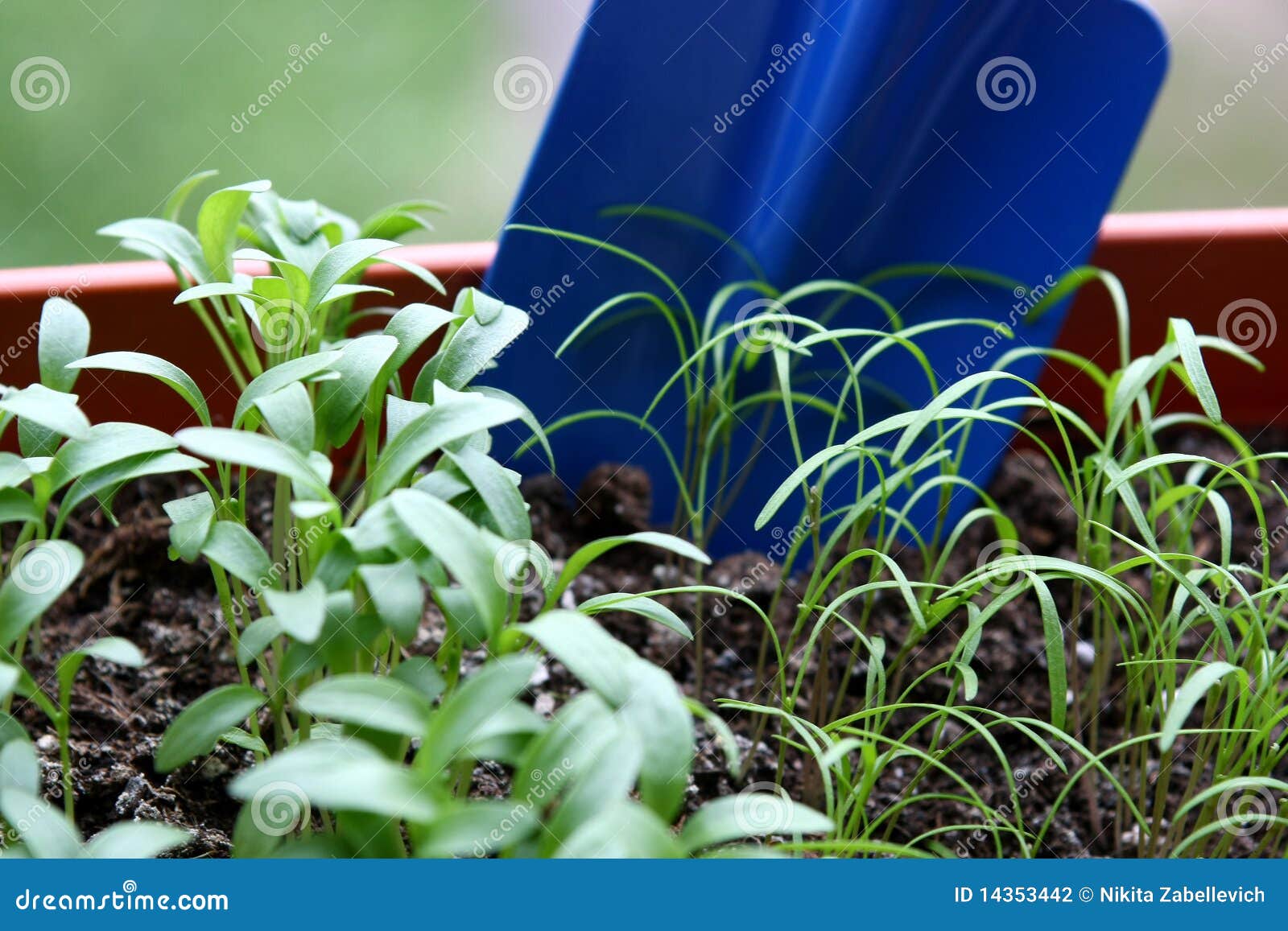 Small plants in a pot. Small herbs in a pot and blue garden shovel