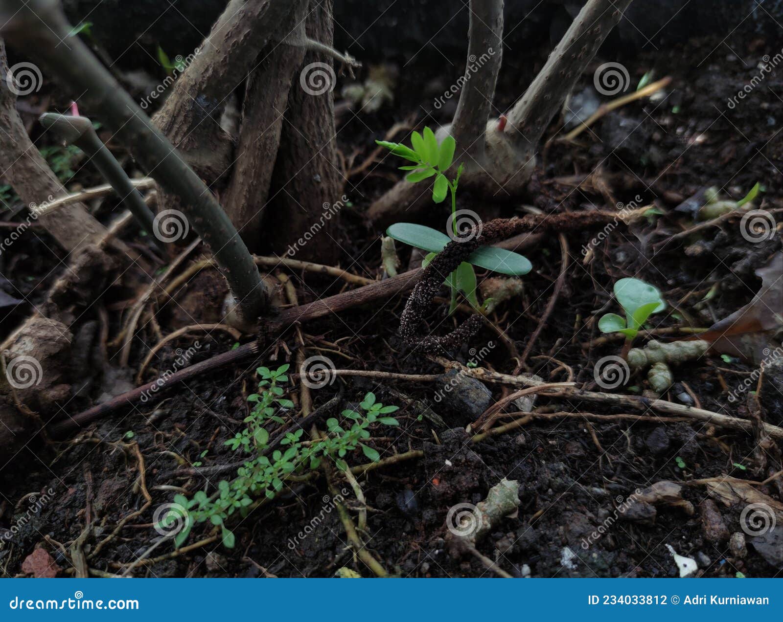 Small Plants that Start To Grow in Wet Soil Stock Photo Image of