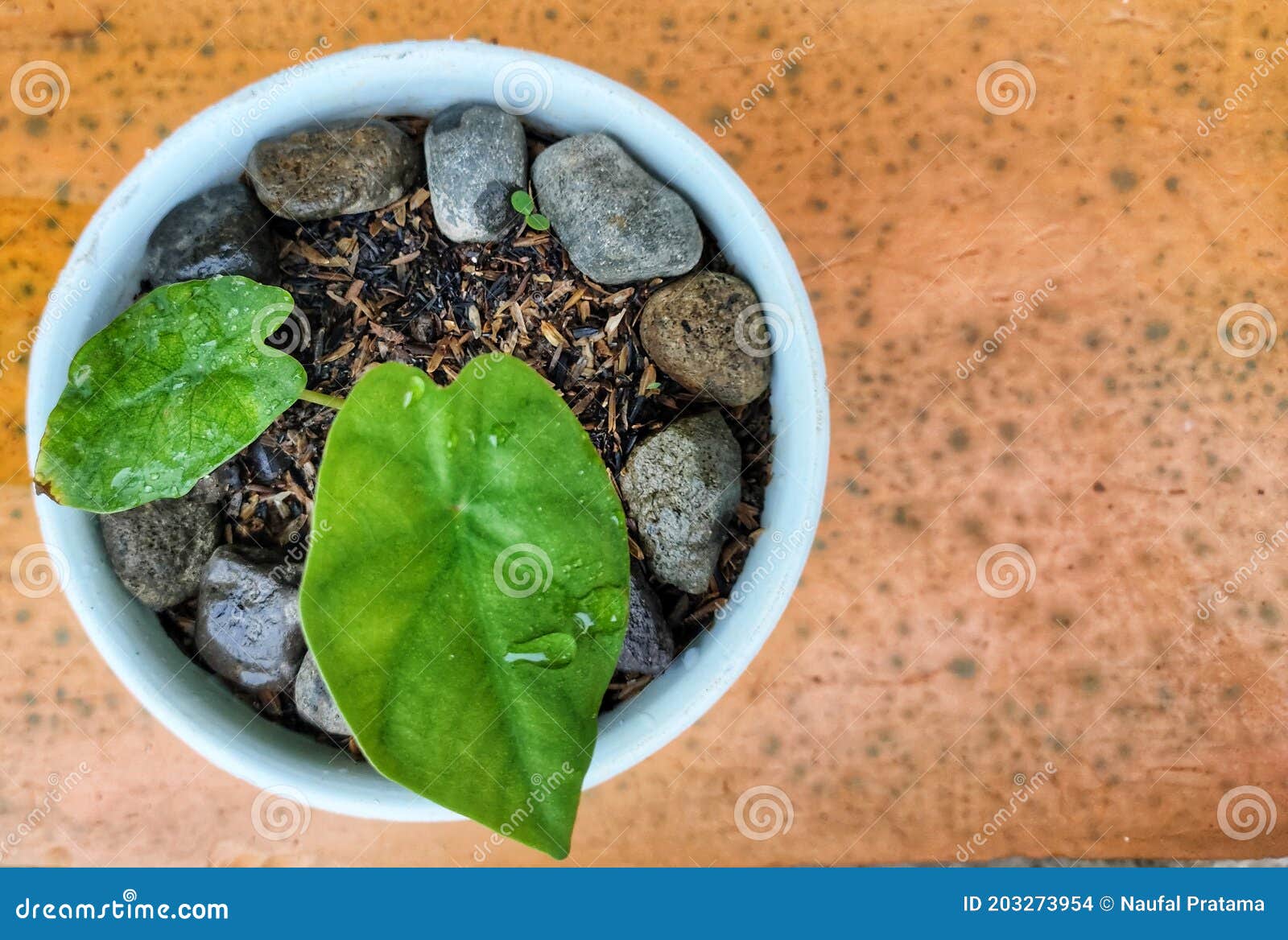 Small plants in white pot stock photo. Image of flower 203273954