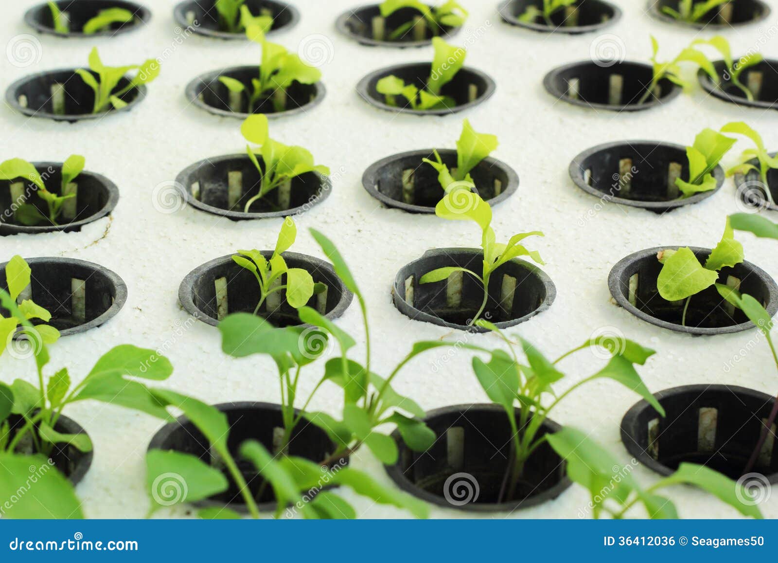 Small Plastic Pots Grow Organic Vegetables. Stock Photo Image of gift