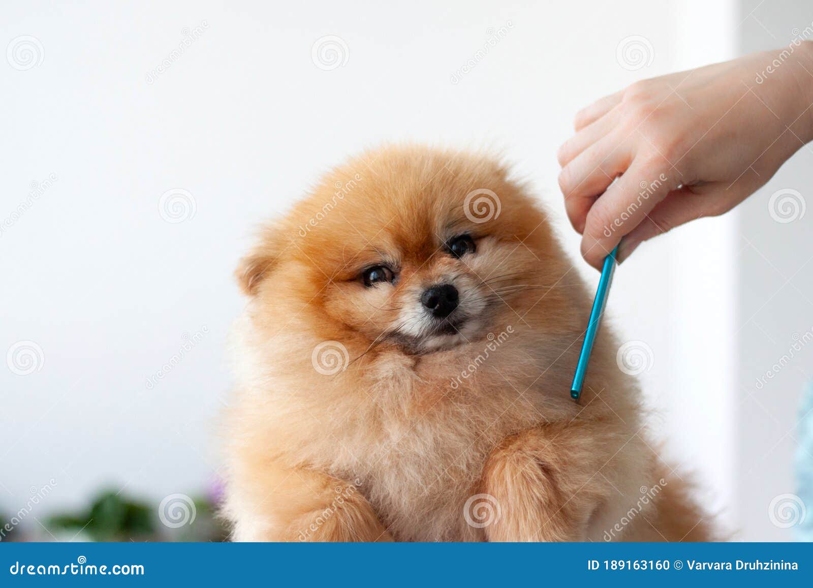 pomeranian comb