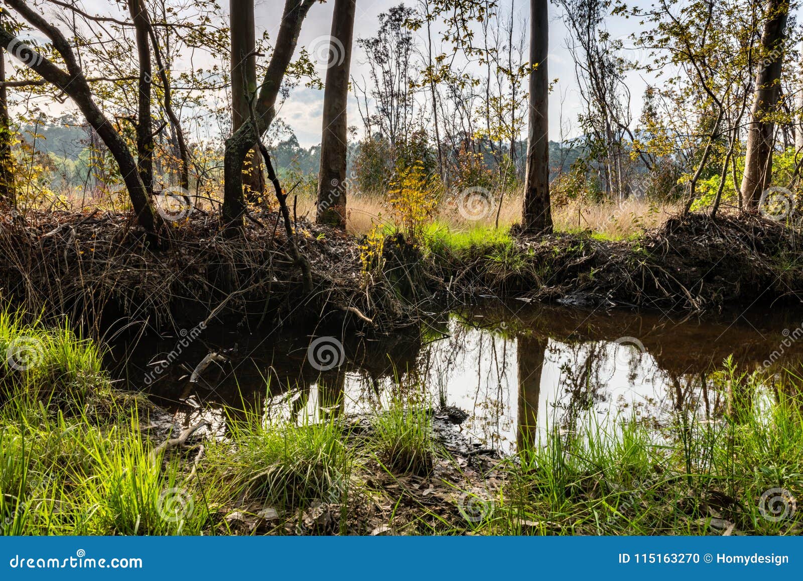 small pond in lagoas de bertiandos