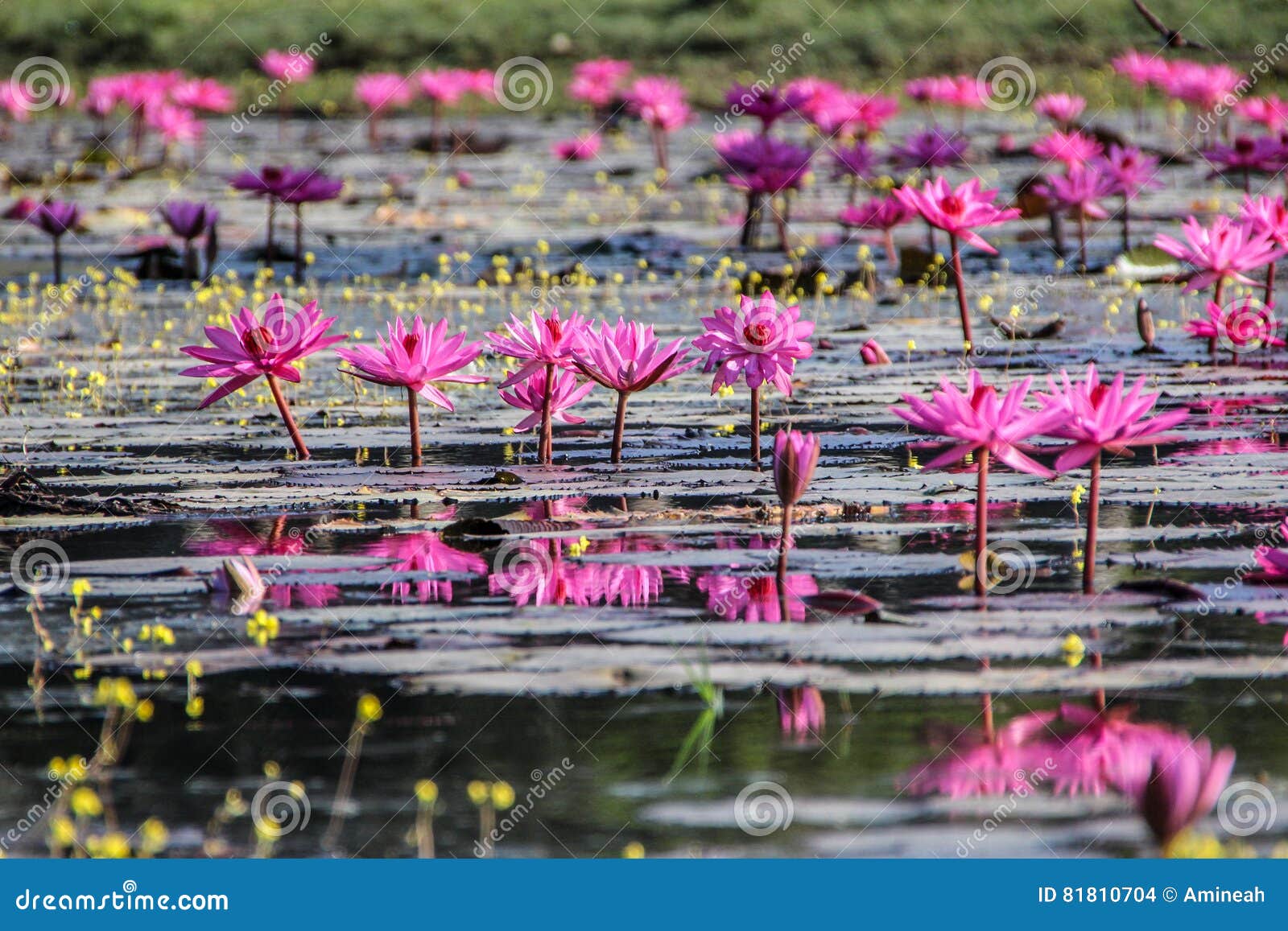 Small Pond with Pink Water Lilies Stock Photo Image of botany, blossom 81810704