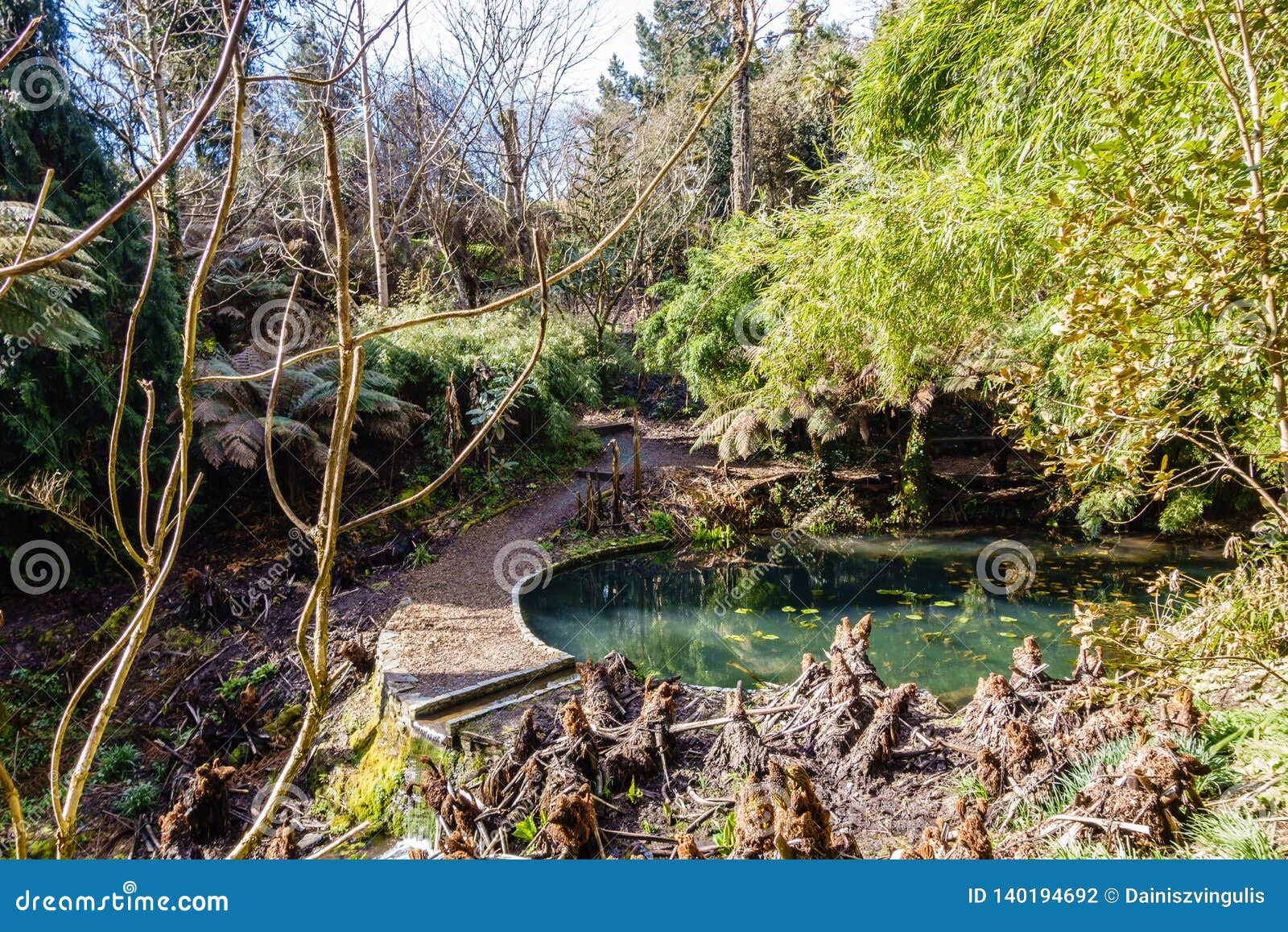 A Small Pond Under the Tree Branches Stock Photo Image of tree, view