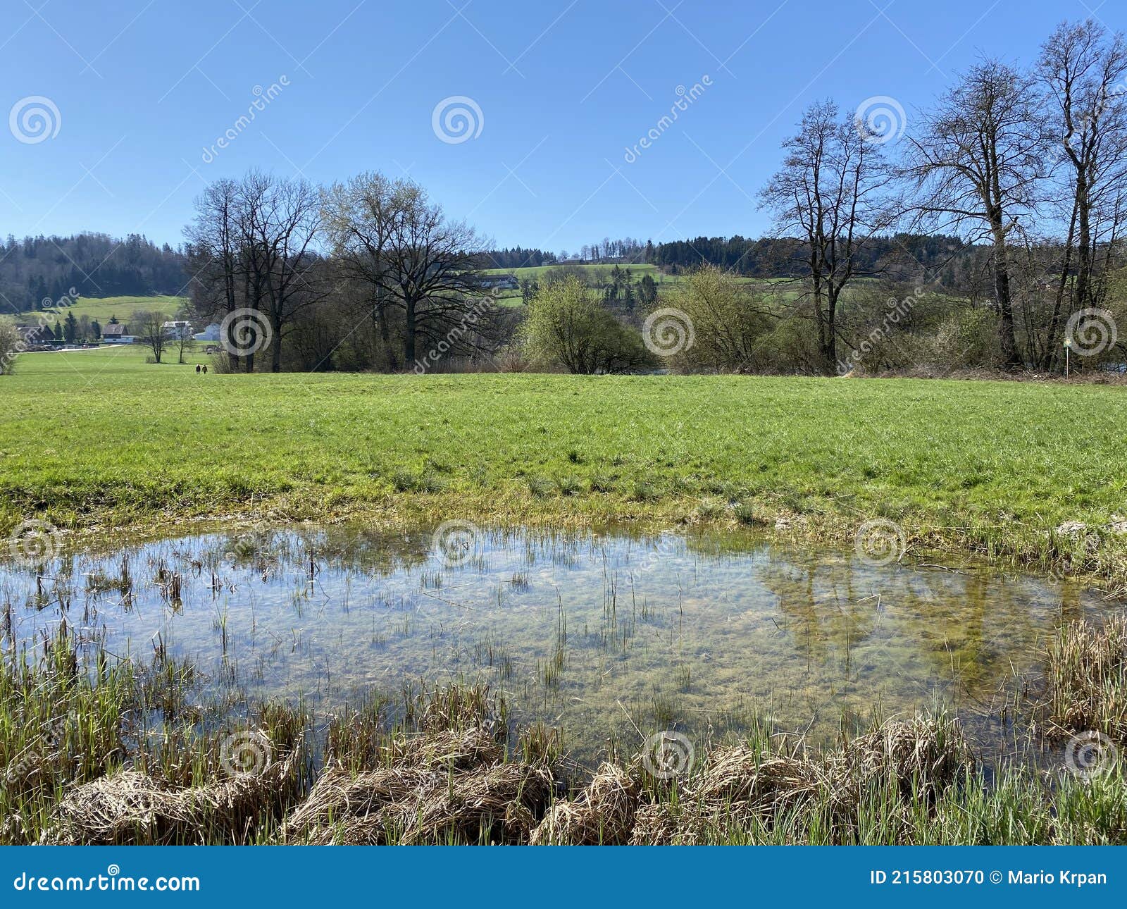 small ponds and lowland wetland pastures in the valley along lake mauensee or lake mauen mauesee, canton of lucerne, switzerland
