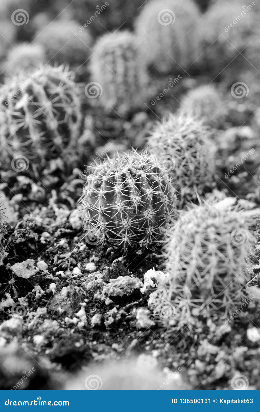 Small Potted Cactus In Black And White Stock Image Image Of