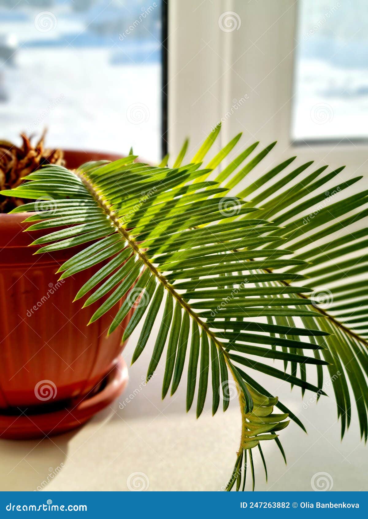 A Small Potted Palm Tree on the Windowsill in the Sunlight Stock Photo