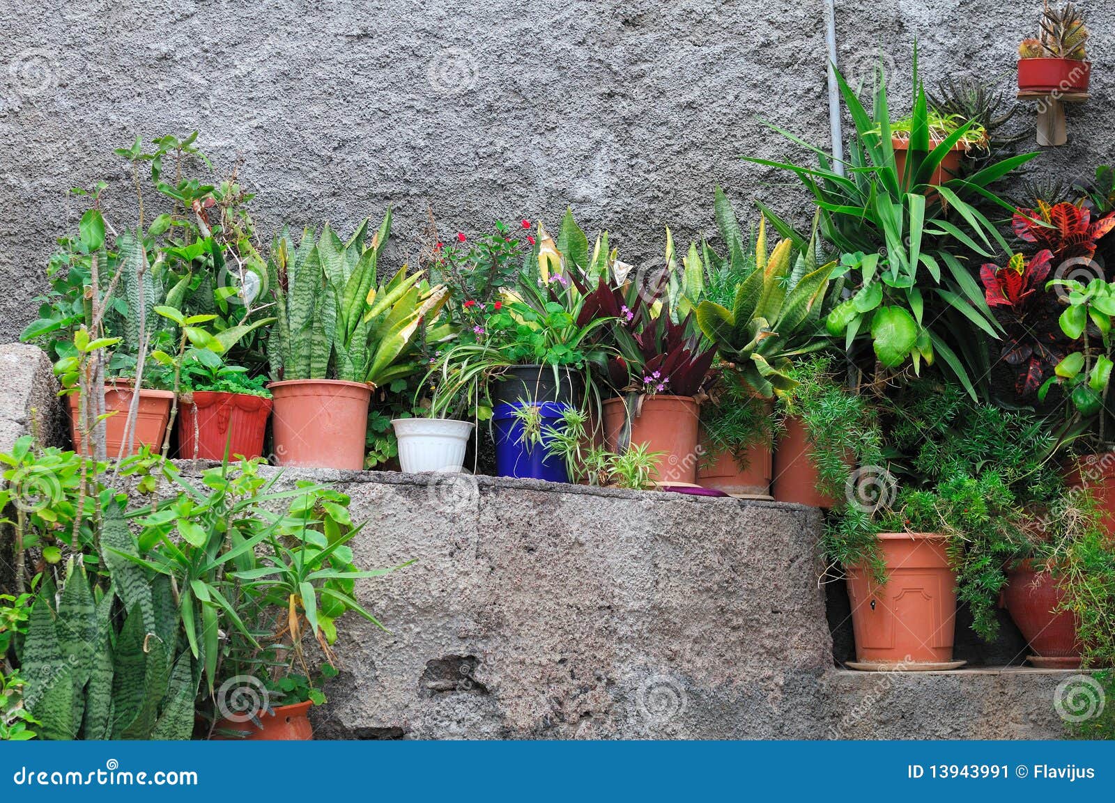 Small potted plants stock image. Image of table, color 13943991