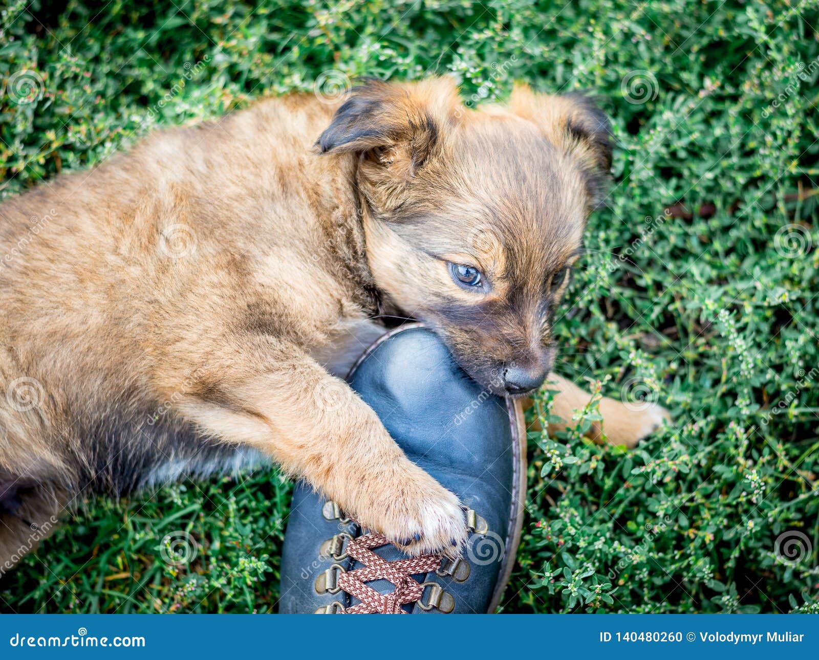 A Small Puppy Bites the Owner`s Boot. the Puppy is Playing_ Stock Photo