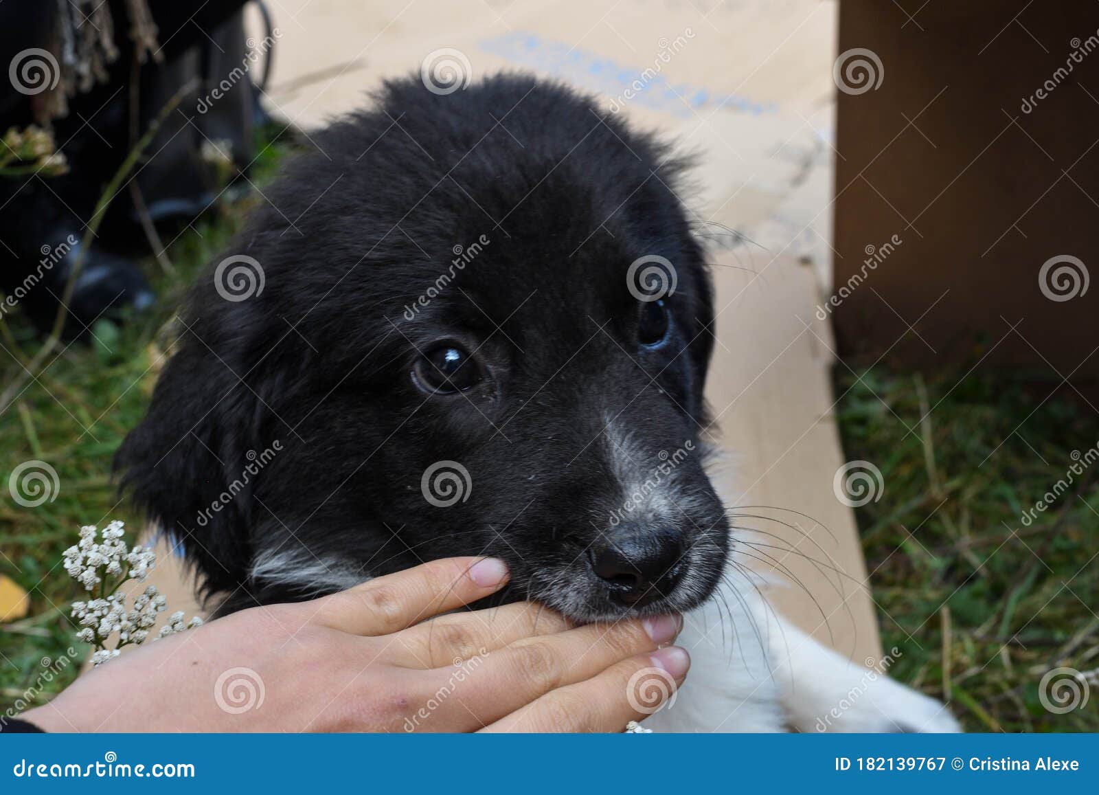312 Dog Biting Hand Photos Free Royalty Free Stock Photos From Dreamstime