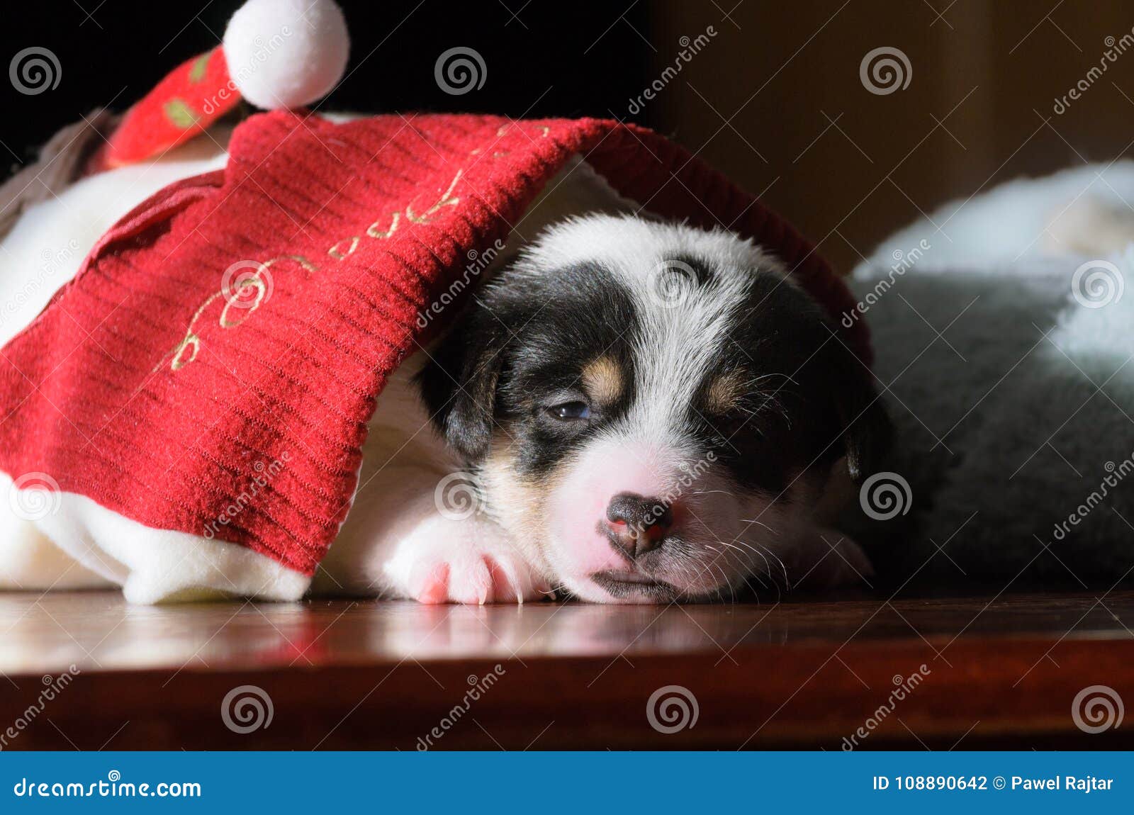 A Small Puppy Jack Russell Terrier Opened His Eyes For The First Time And Sees The World On The Eyes The Dog Is Lying On A Soft Stock Photo Image Of,Sausage Gravy Stuffed Biscuits
