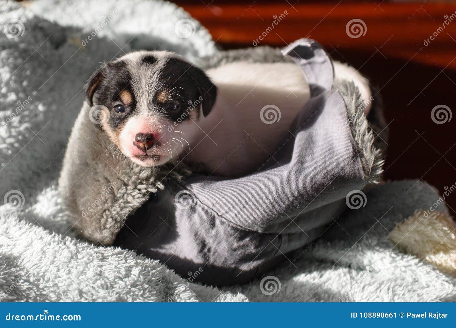 A Small Puppy Jack Russell Terrier Opened His Eyes For The First Time And Sees The World On The Eyes The Dog Is Lying On A Soft Stock Image Image Of,Sausage Gravy Stuffed Biscuits
