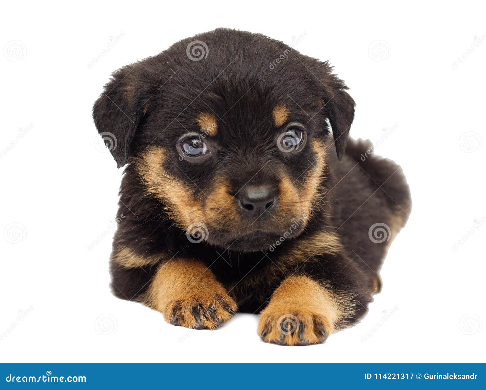 rottweiler small puppy