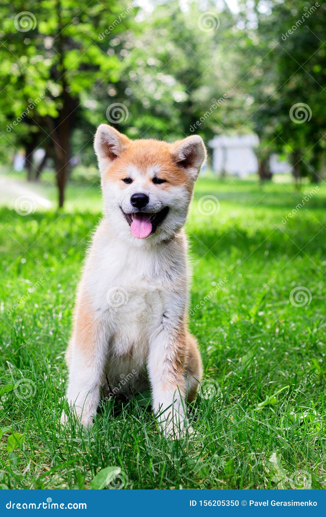 A Small Puppy Of A Thoroughbred Japanese Dog Akita Inu In