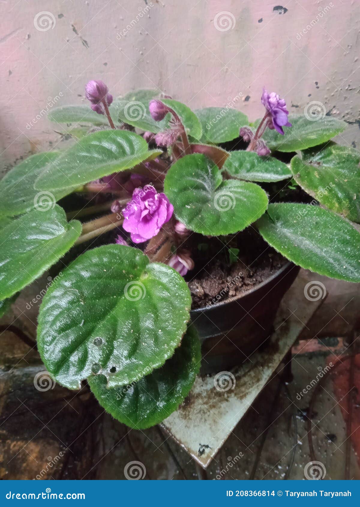 Small Purple Beautiful Flower in the Vase Stock Photo Image of garden, plant 208366814