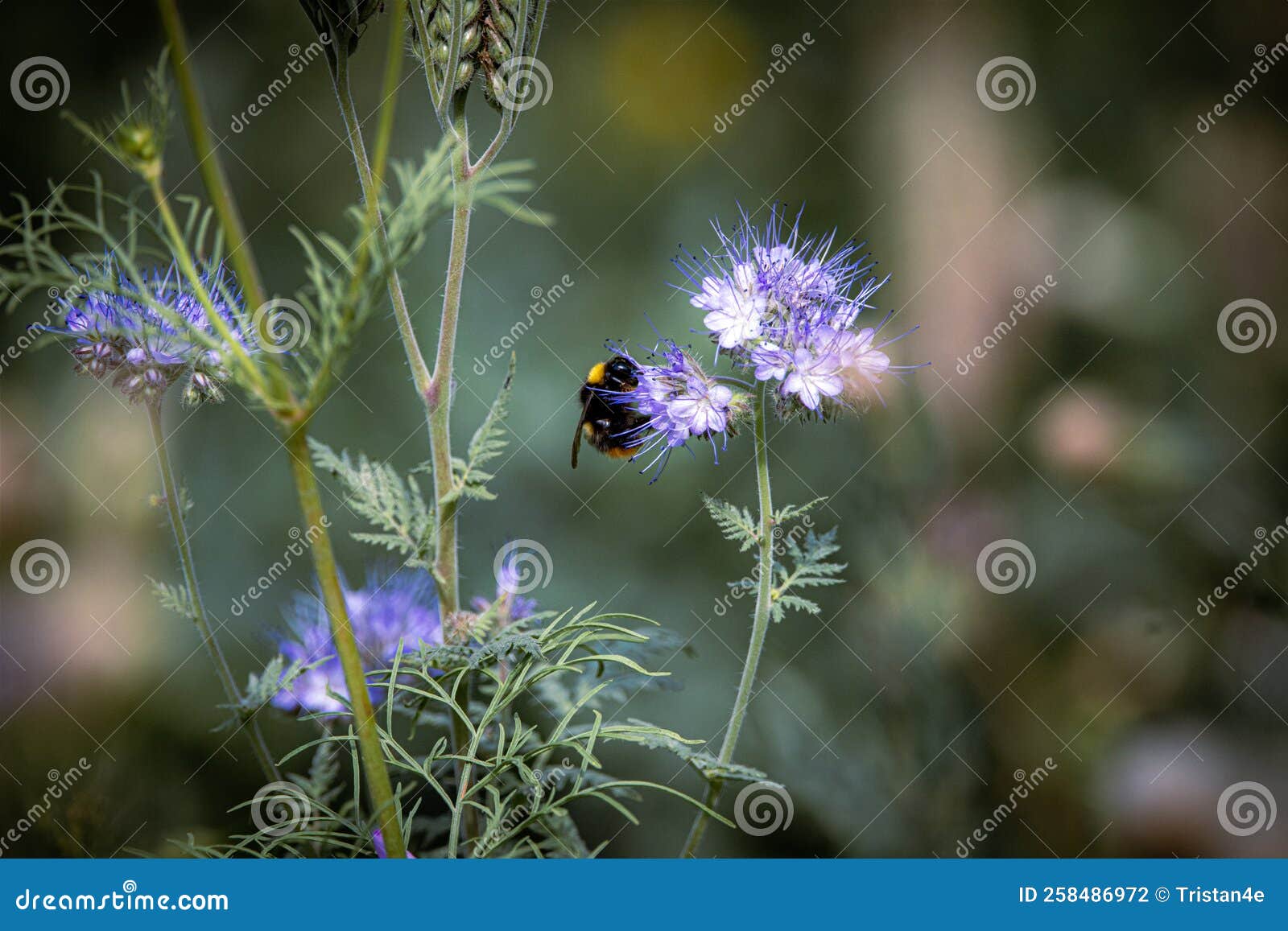 Small Purple Flower with a Bee on it Stock Photo Image of meadow