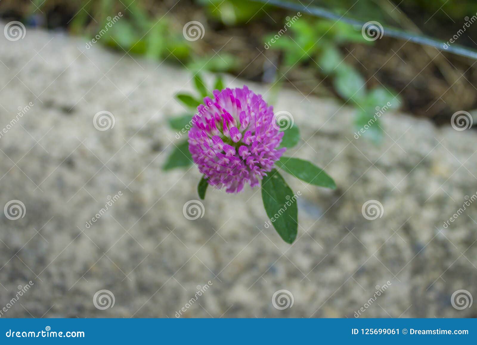 Small Purple Flower In The Middle Of A Concrete Jungle Stock Image Image Of Nature Little Small Purple Flower In The Middle Of A Concrete Jungle Stock Image Image Of Nature Little