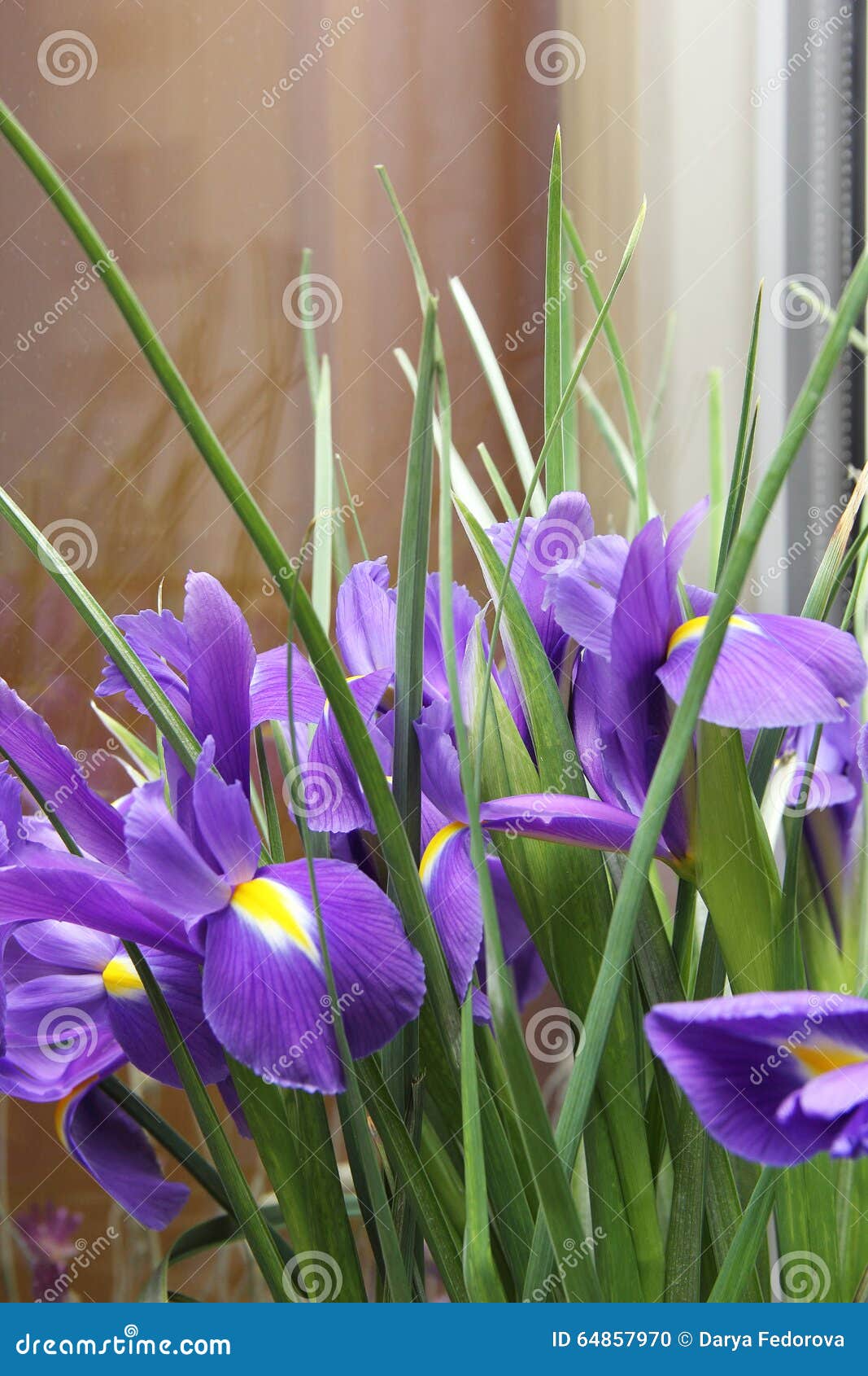 Small purple irises stock photo. Image of pattern, growth 64857970