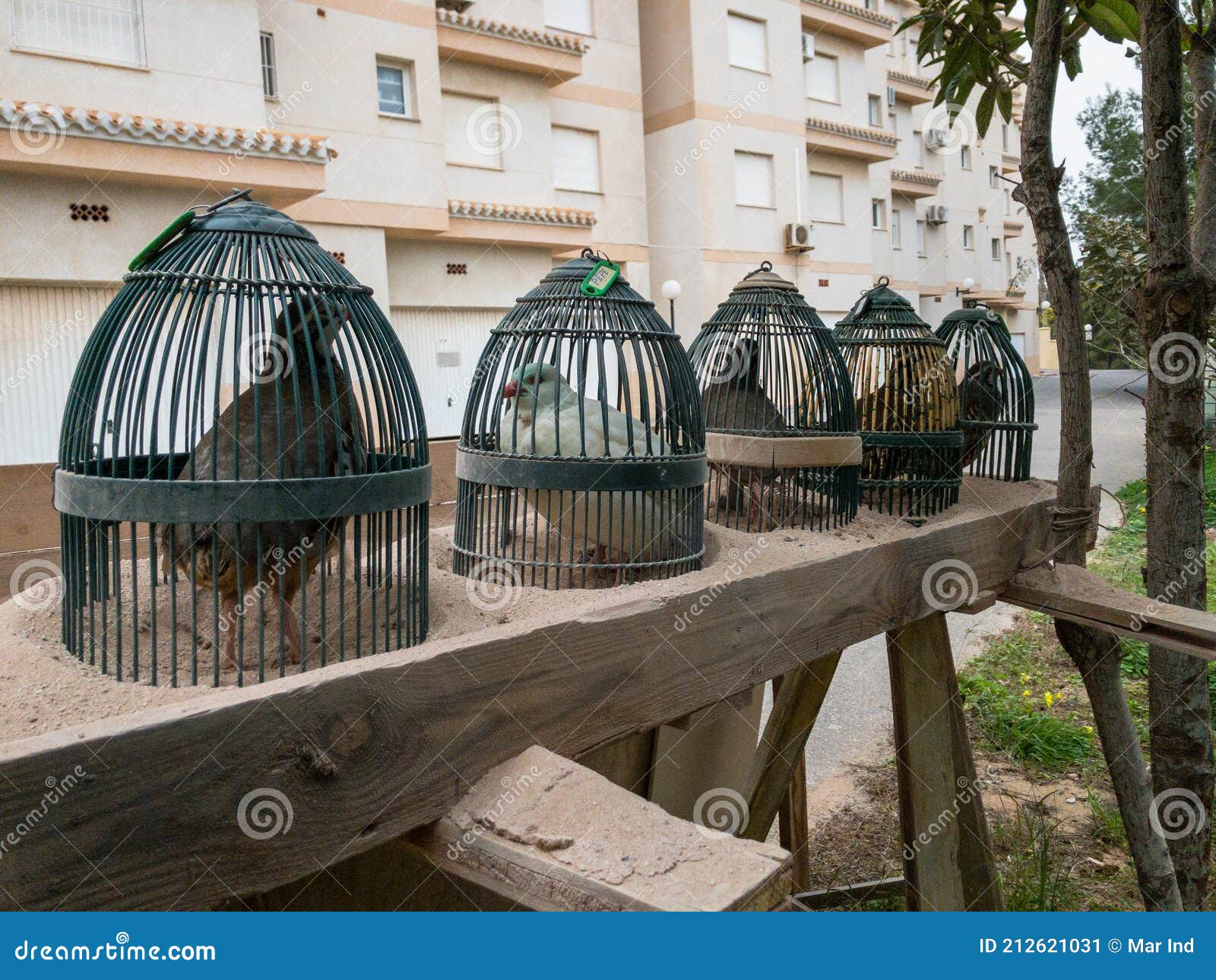 Small Quails Eggs Farm in Urban Backyard Stock Image Image of keeping
