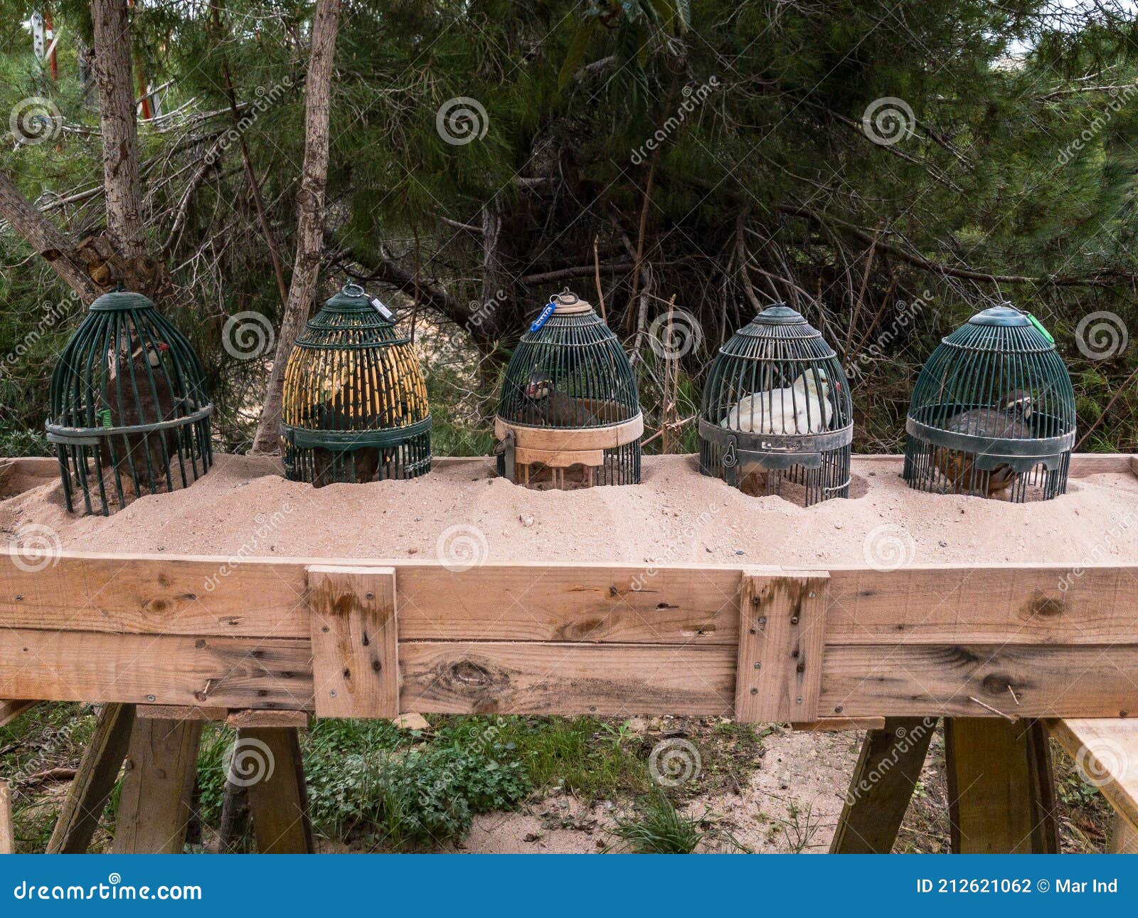 Small Quails Eggs Farm in Urban Backyard Stock Photo Image of work