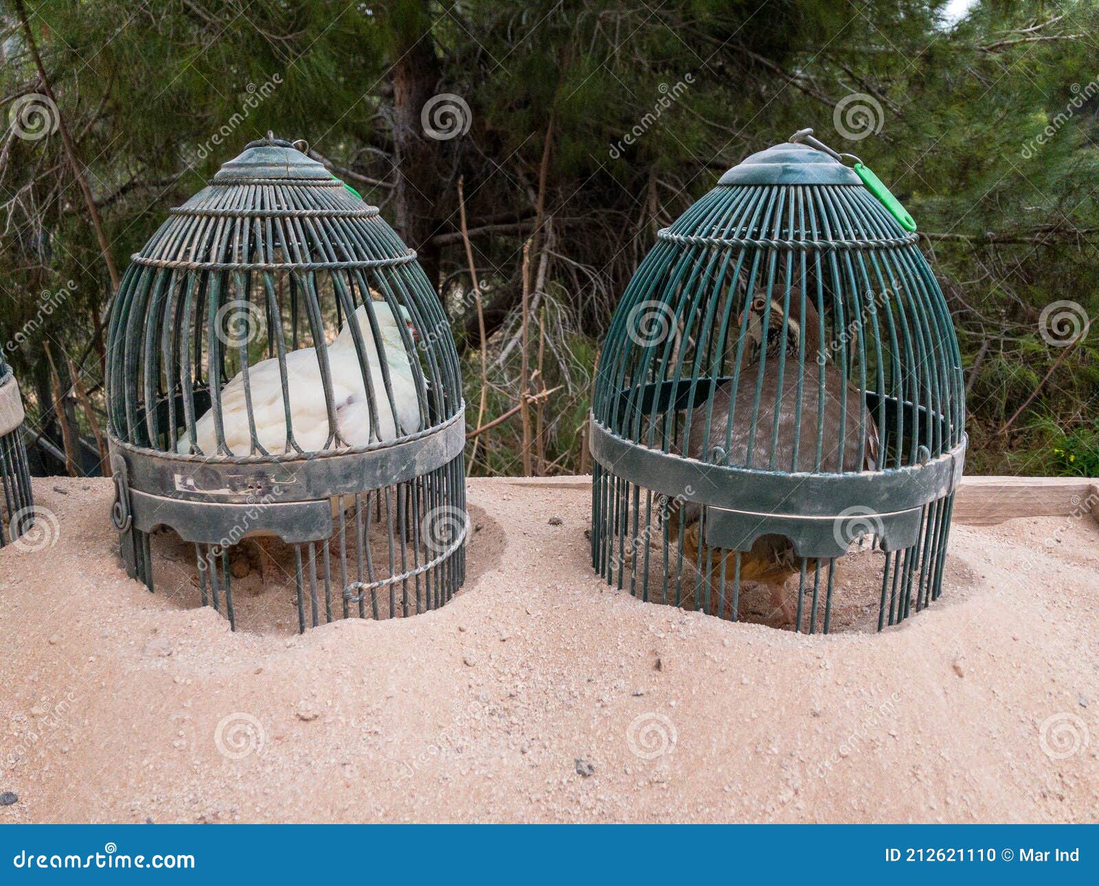 Small Quails Eggs Farm in Urban Backyard Stock Photo Image of
