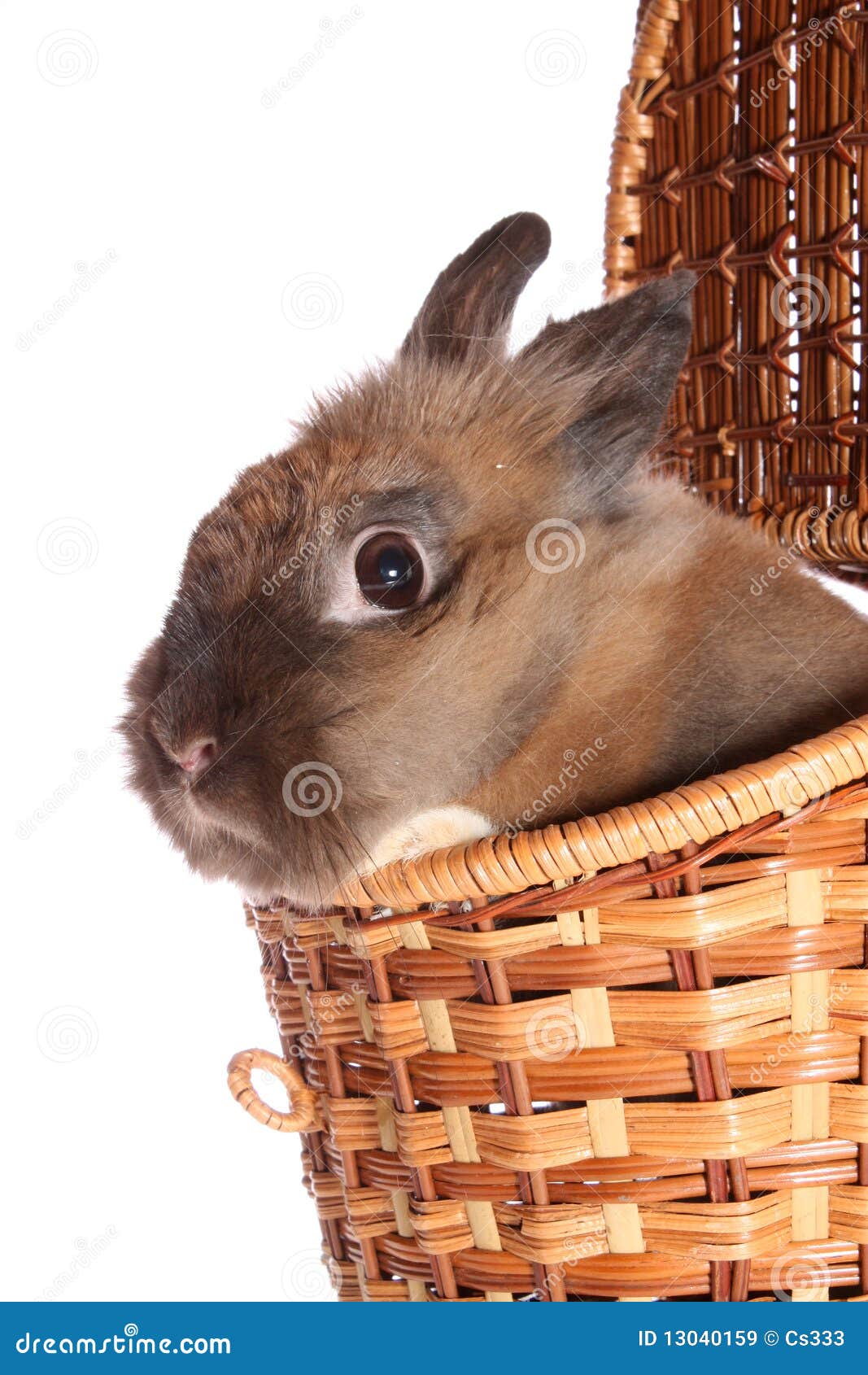 Small rabbit in basket. stock image. Image of orange 13040159
