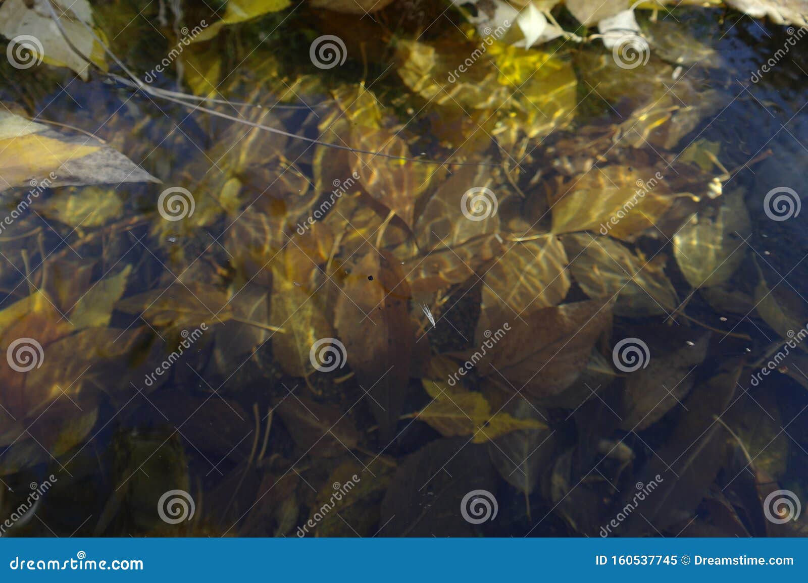 Autumn Leaves Under Water. Continuous Melancholy Stock Image - Image of ...
