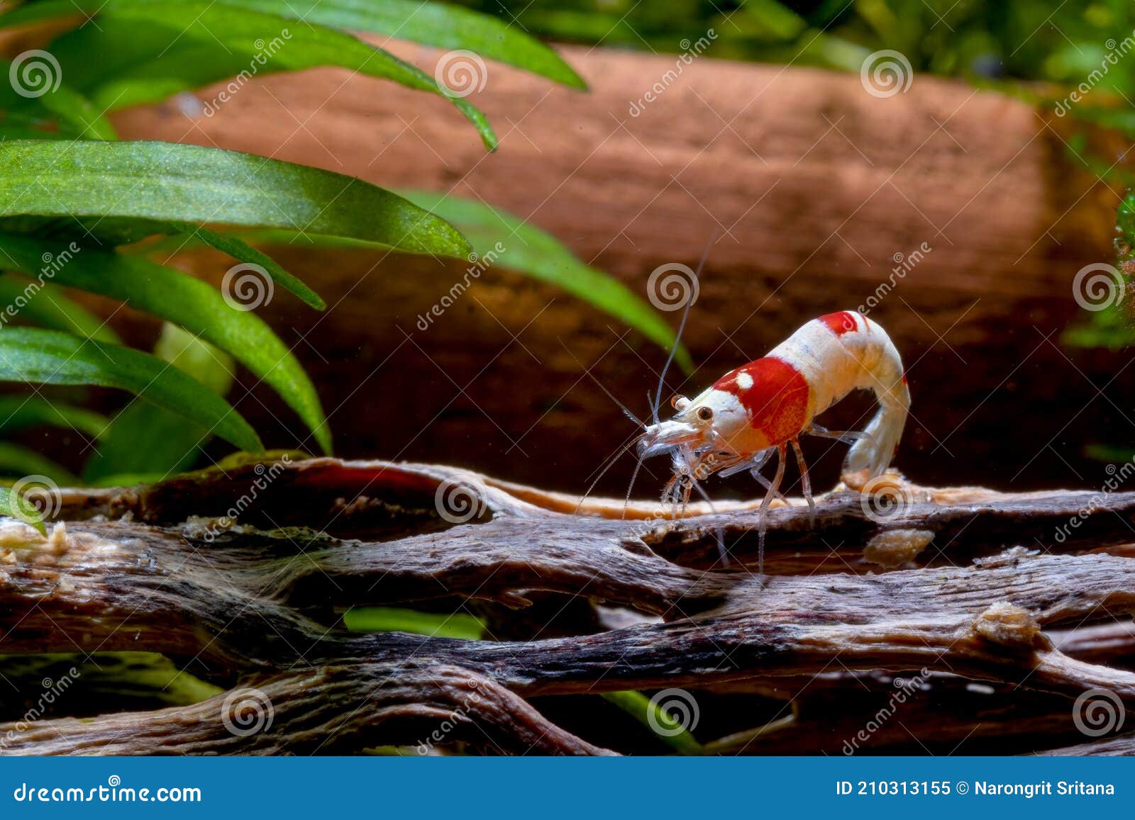 Small Red Bee Shrimp Bend Body and Stay on Timber Decorative in Fresh Water  Aquarium Tank Stock Image - Image of decorative, aquascape: 210313155