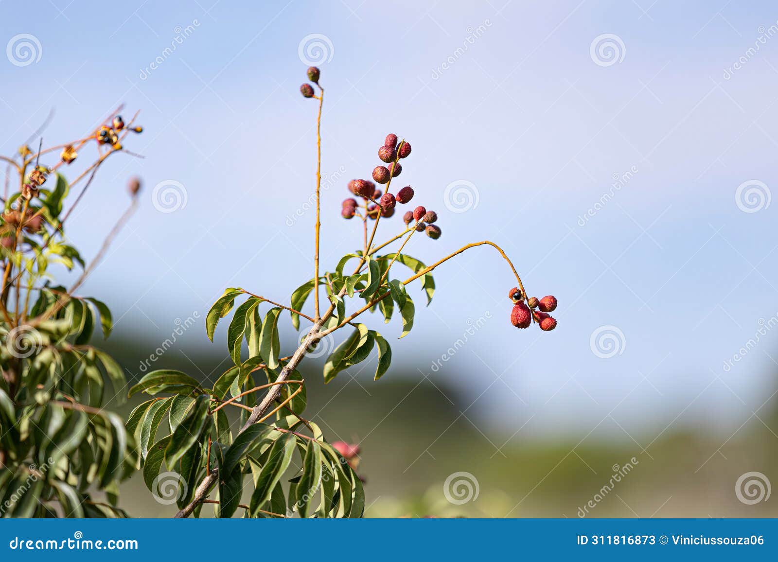 small red berries of angiosperm plant